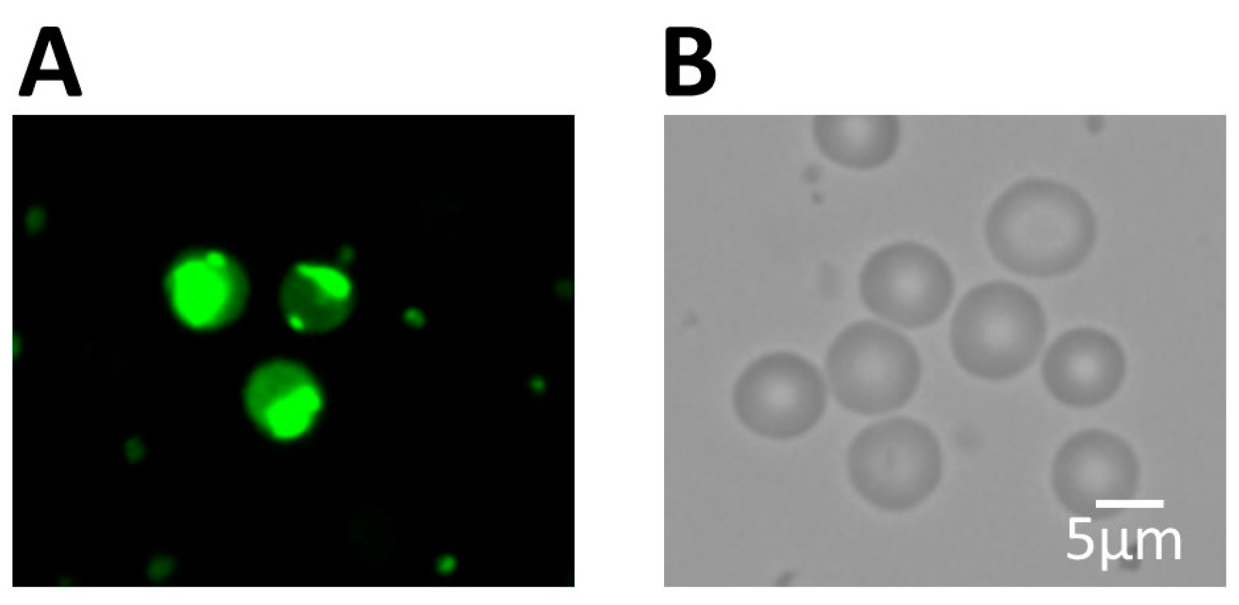 Biomedicines 11 00787 g003