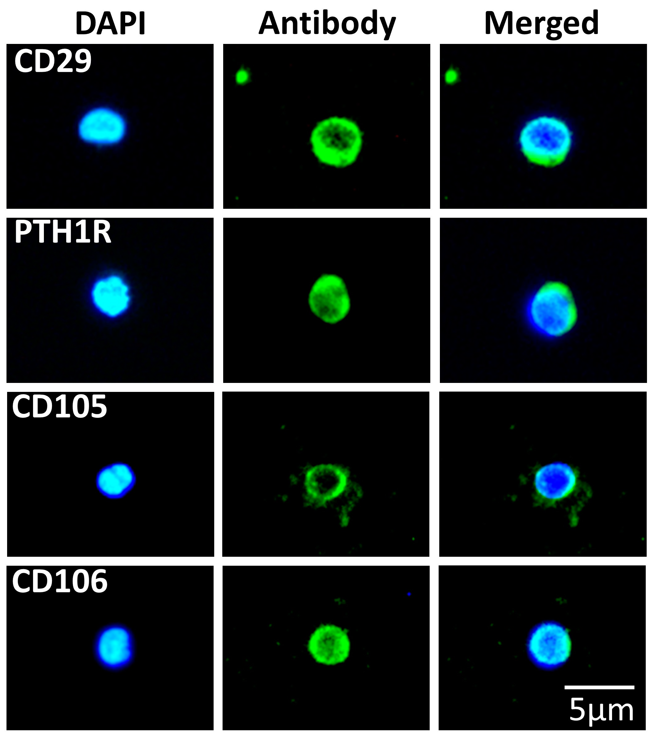 Biomedicines 11 00787 g005