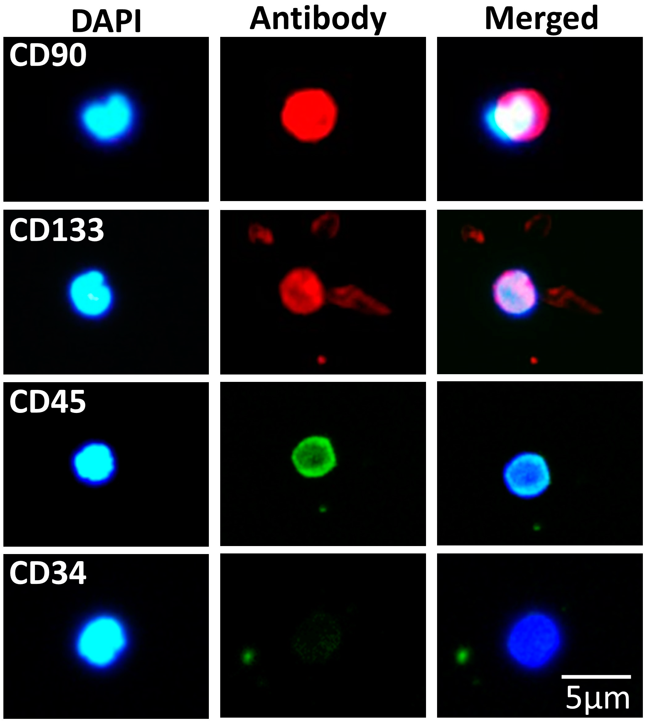 Biomedicines 11 00787 g006