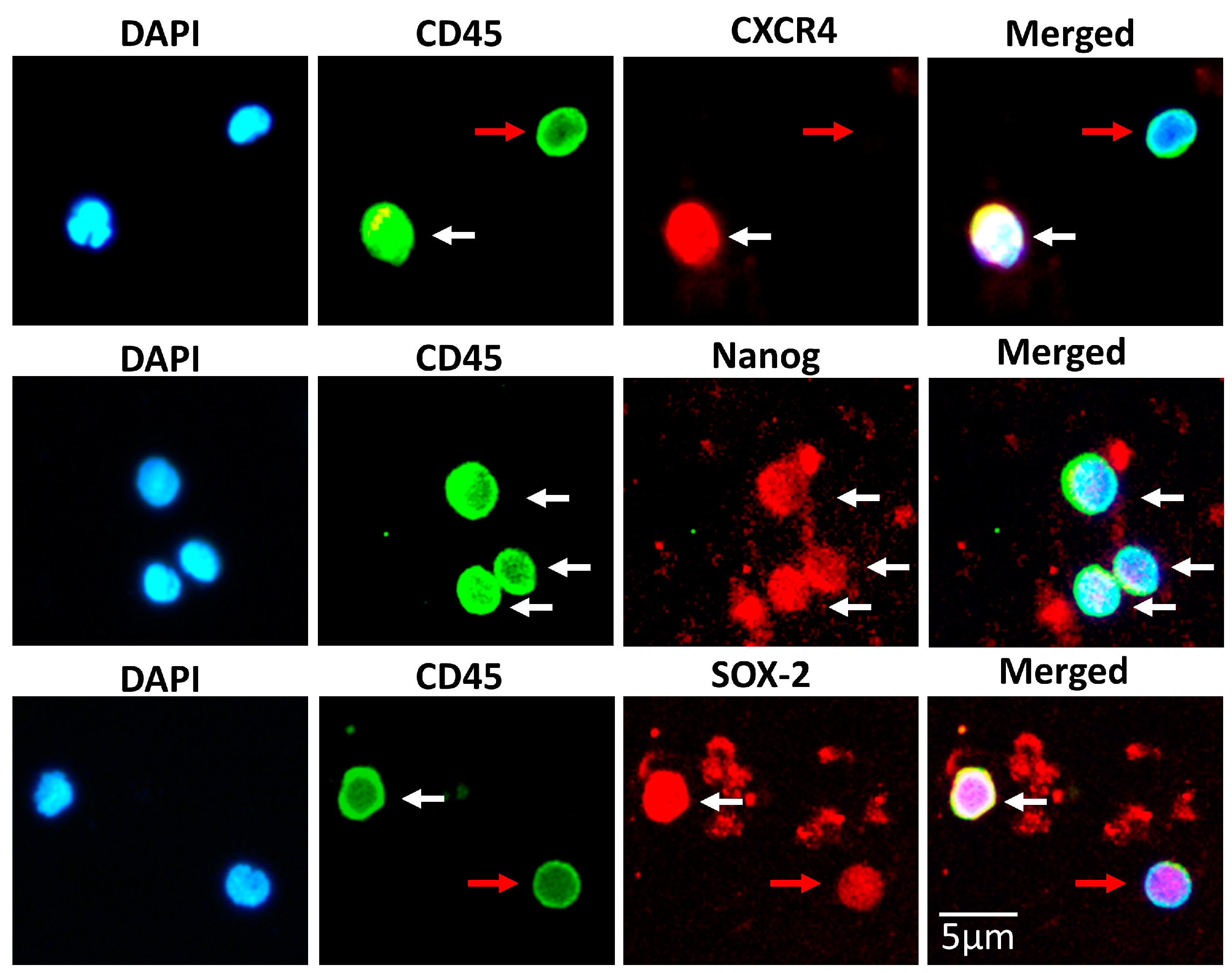Biomedicines 11 00787 g007