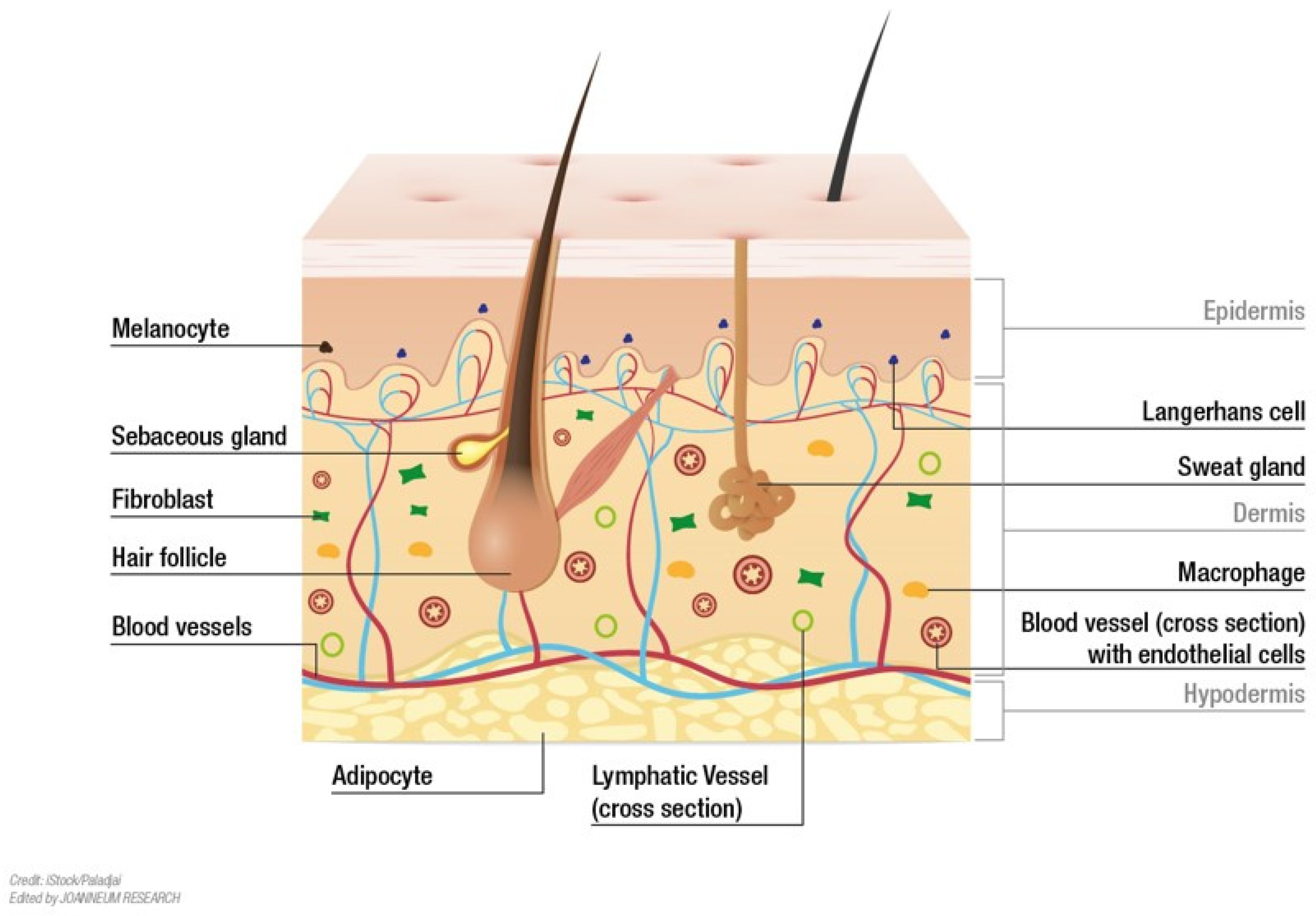 Human skin deals