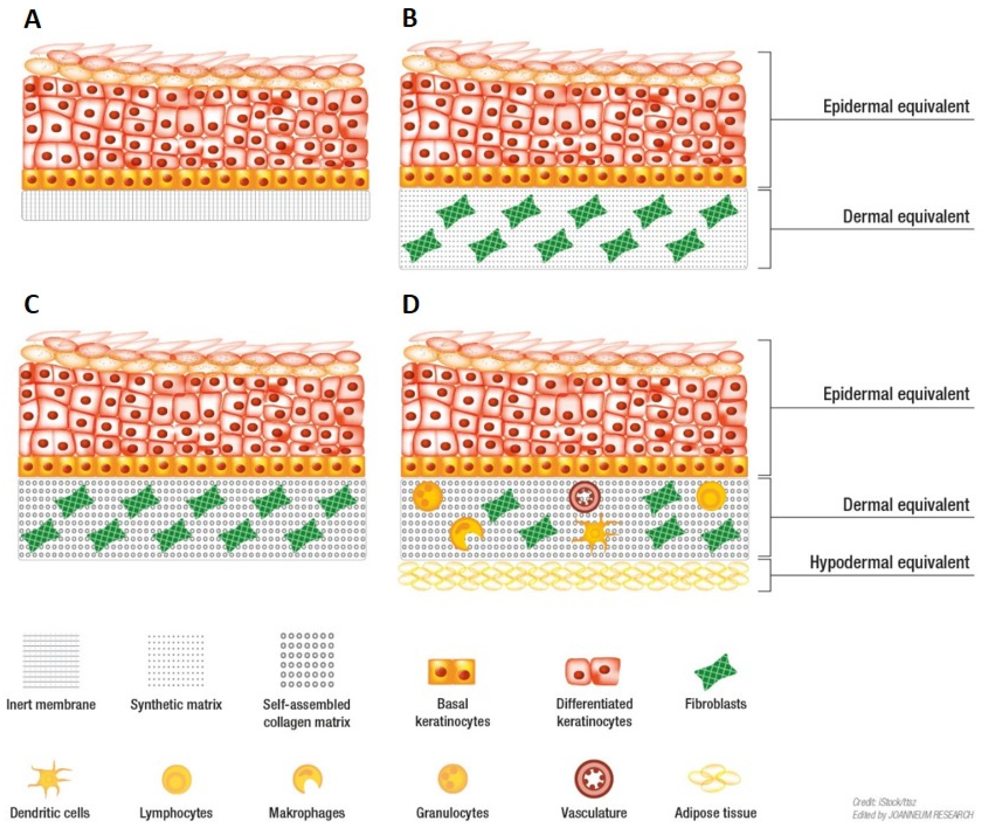 Human skin reconstitution in the cell-sorted skin equivalent (CeSSE)
