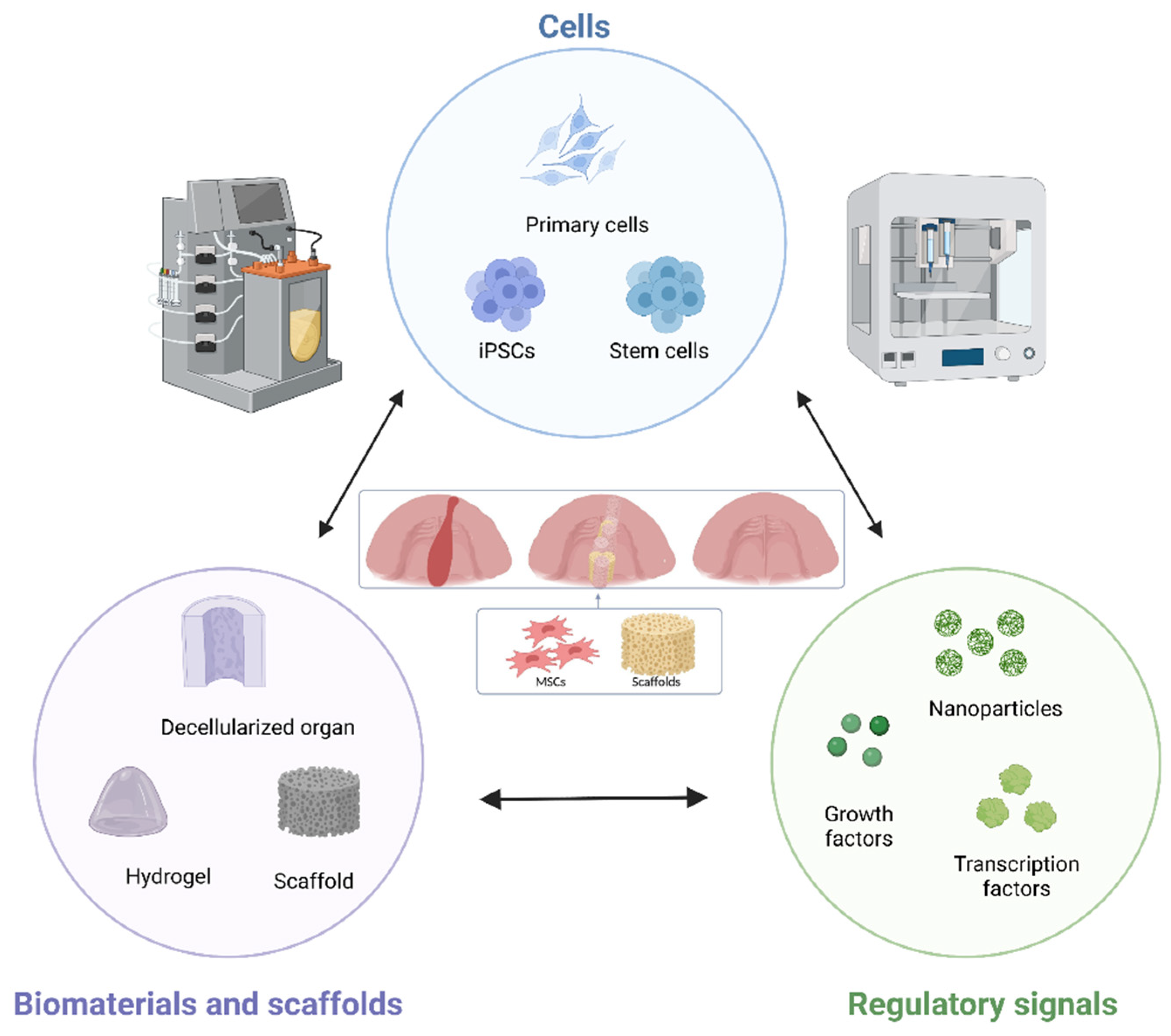 Biomedicines 11 00795 g003