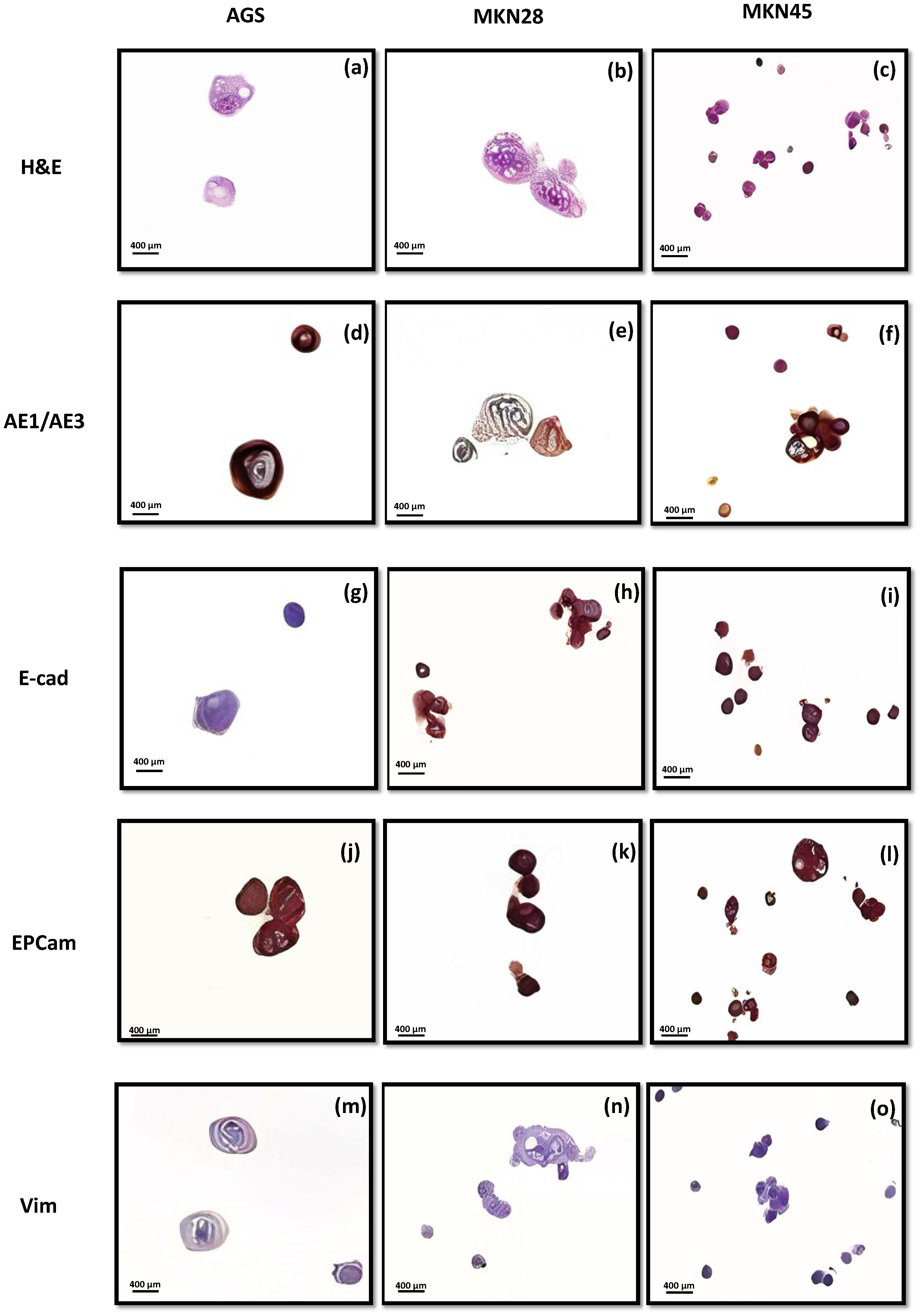 Biomedicines 11 00799 g006