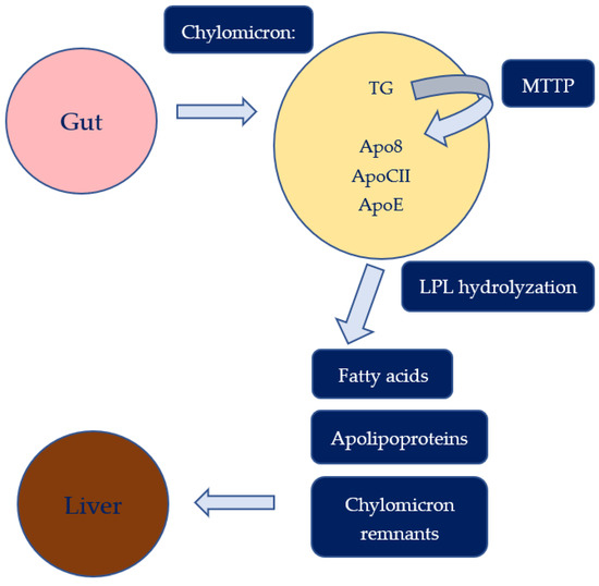 Biomedicines Free FullText Hyperlipidemia and Cardiovascular Risk