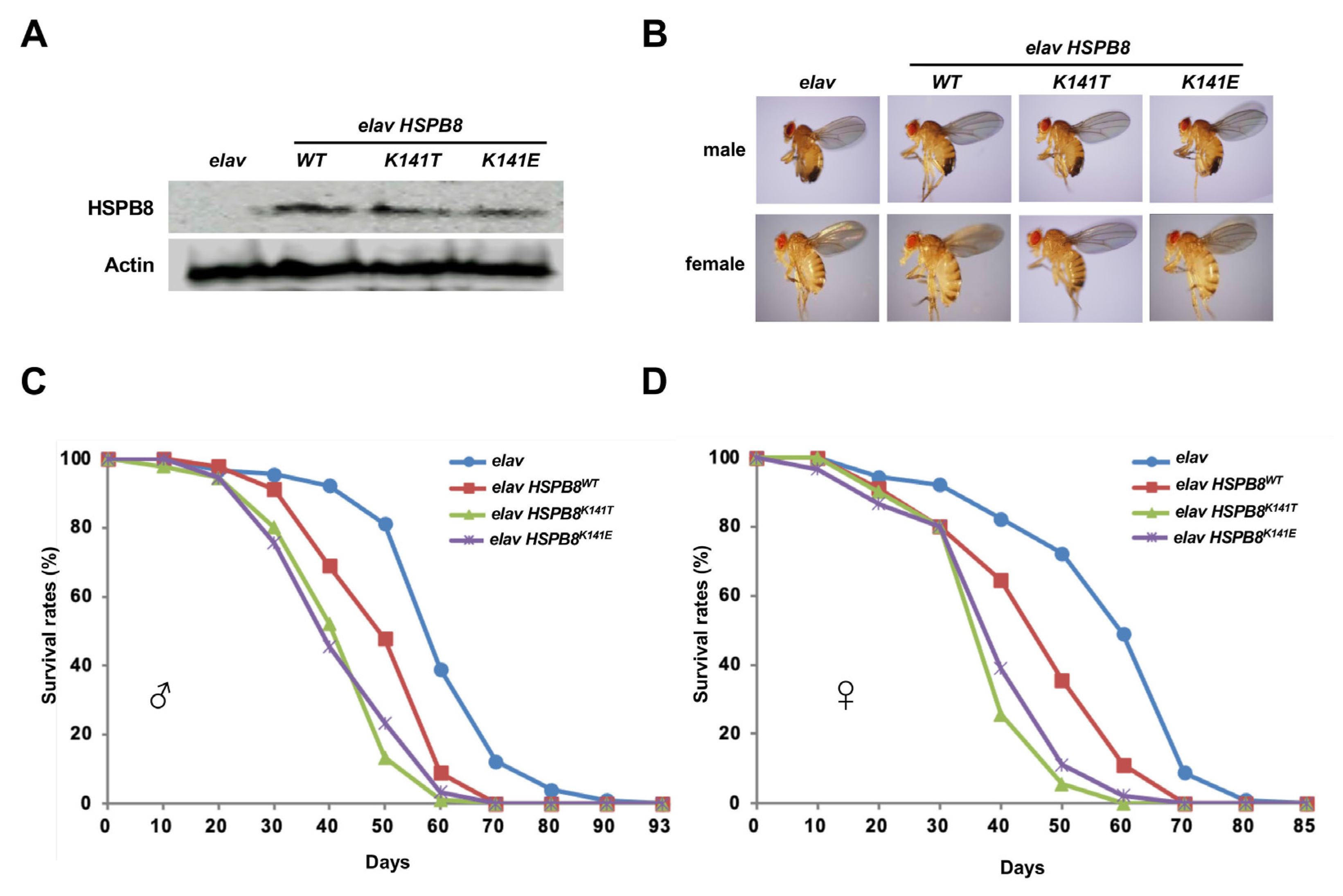Biomedicines 11 00832 g001