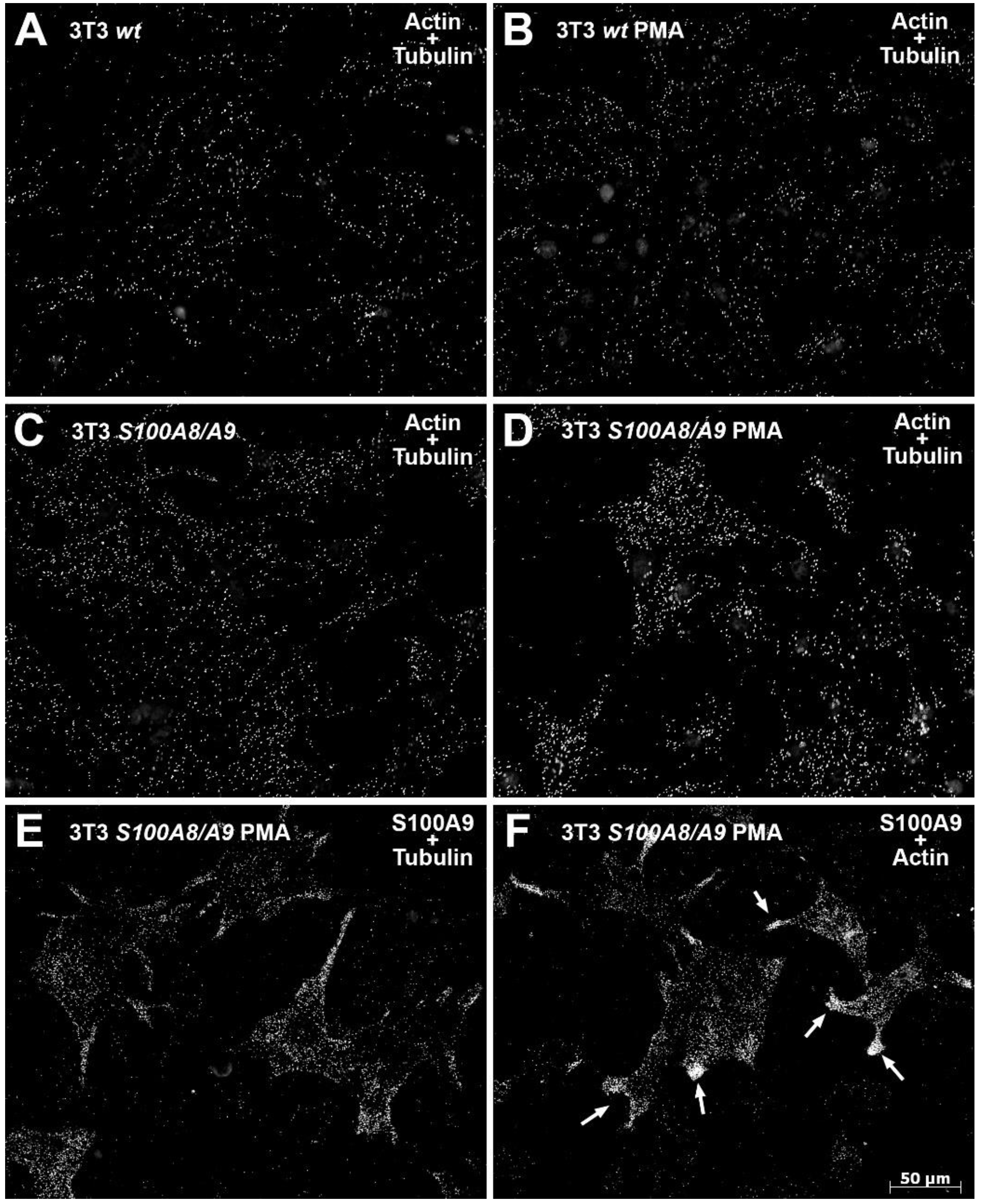 Biomedicines 11 00835 g003