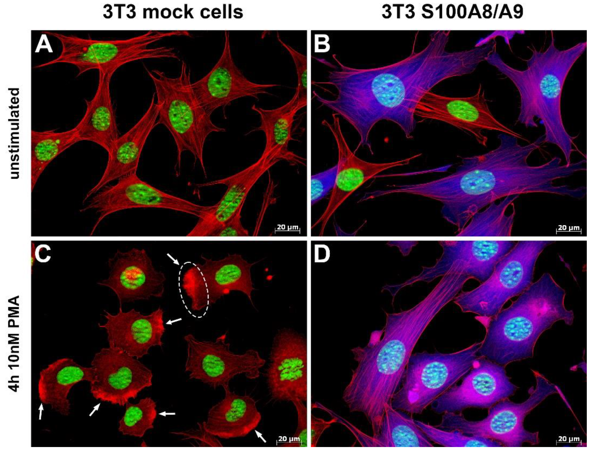 Biomedicines 11 00835 g004