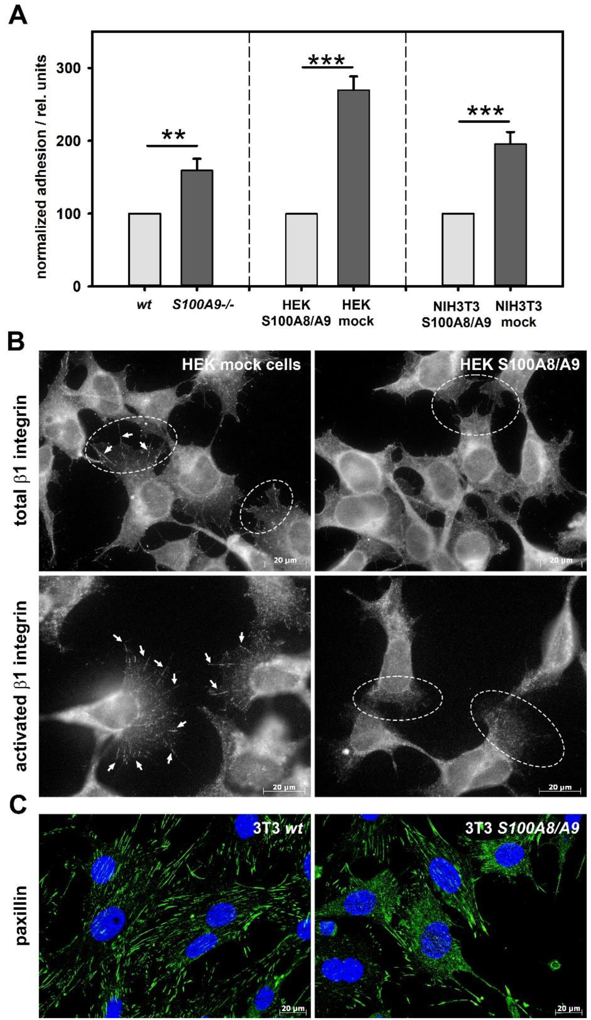 Biomedicines 11 00835 g005