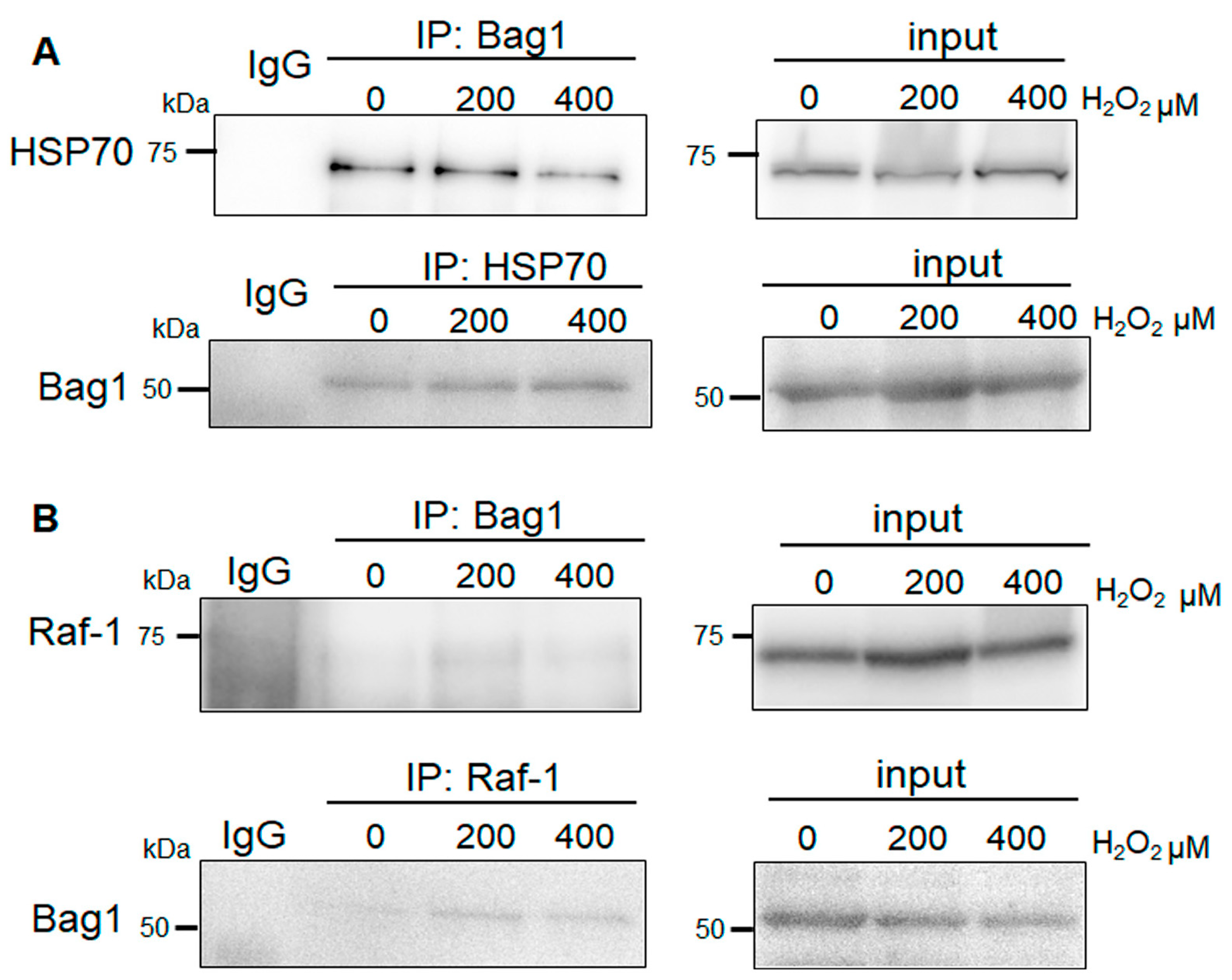 Biomedicines 11 00863 g004 Biomedicines 11 00863 g004
