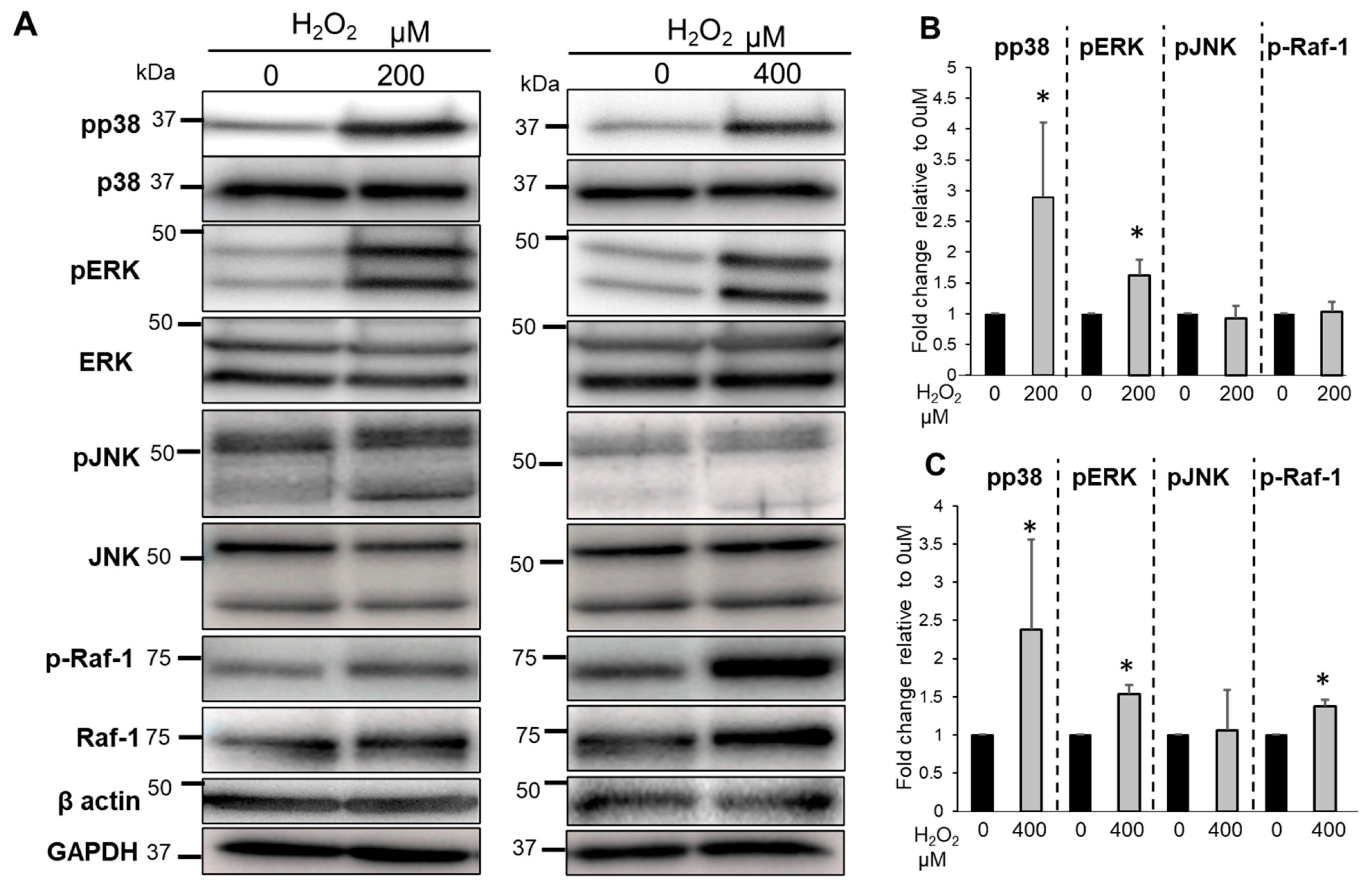 Biomedicines 11 00863 g006 Biomedicines 11 00863 g006
