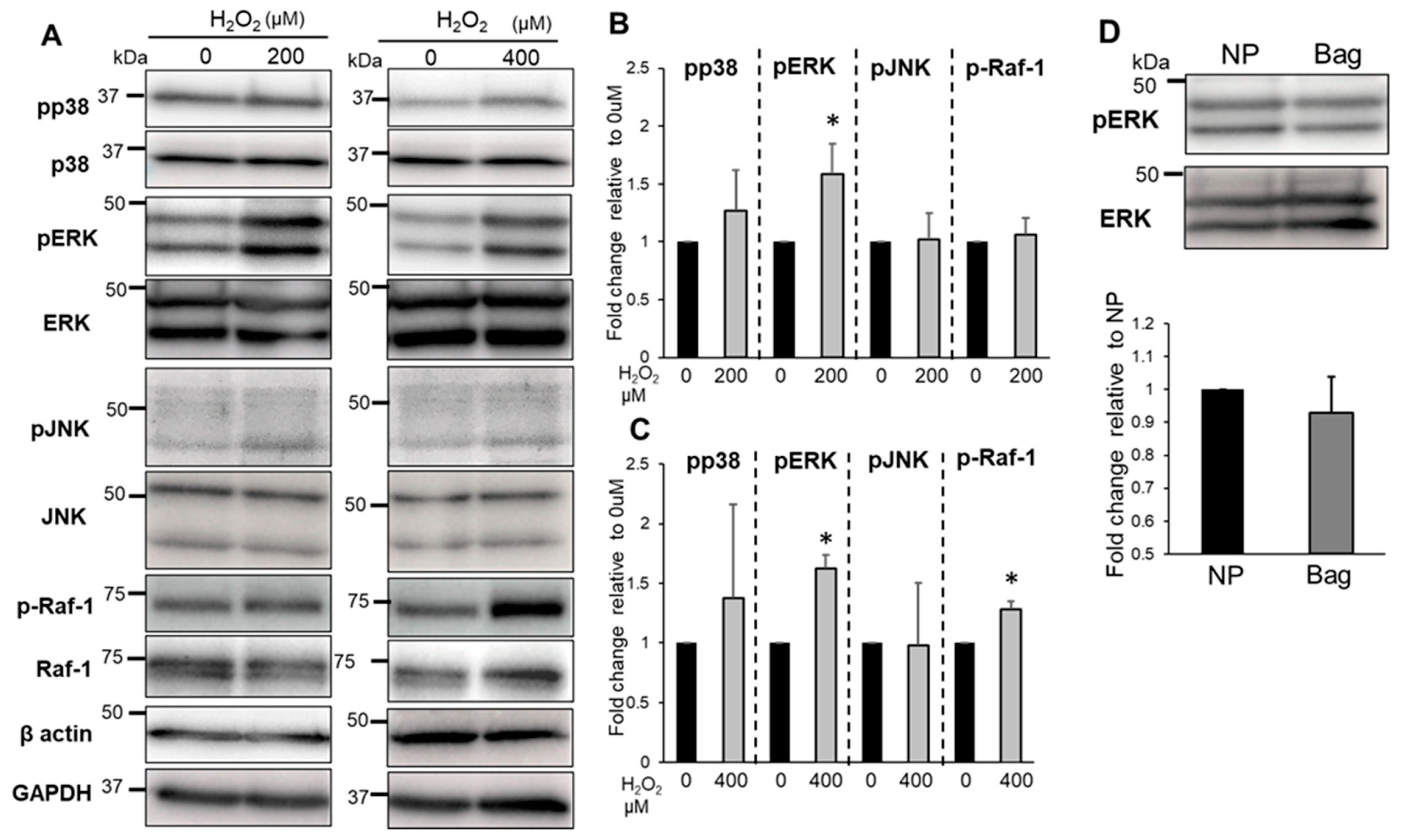 Biomedicines 11 00863 g007 Biomedicines 11 00863 g007