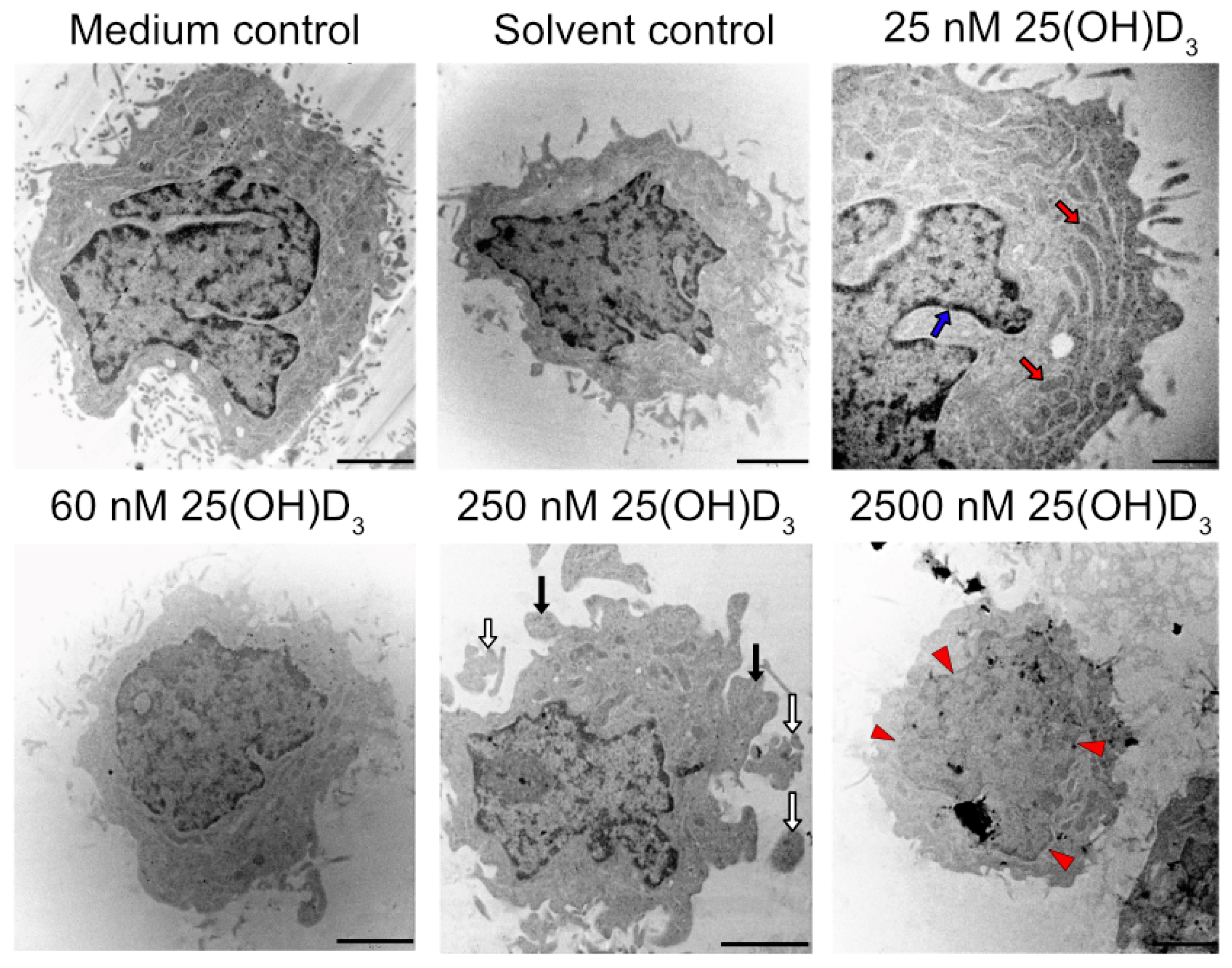 Biomedicines 11 00871 g006