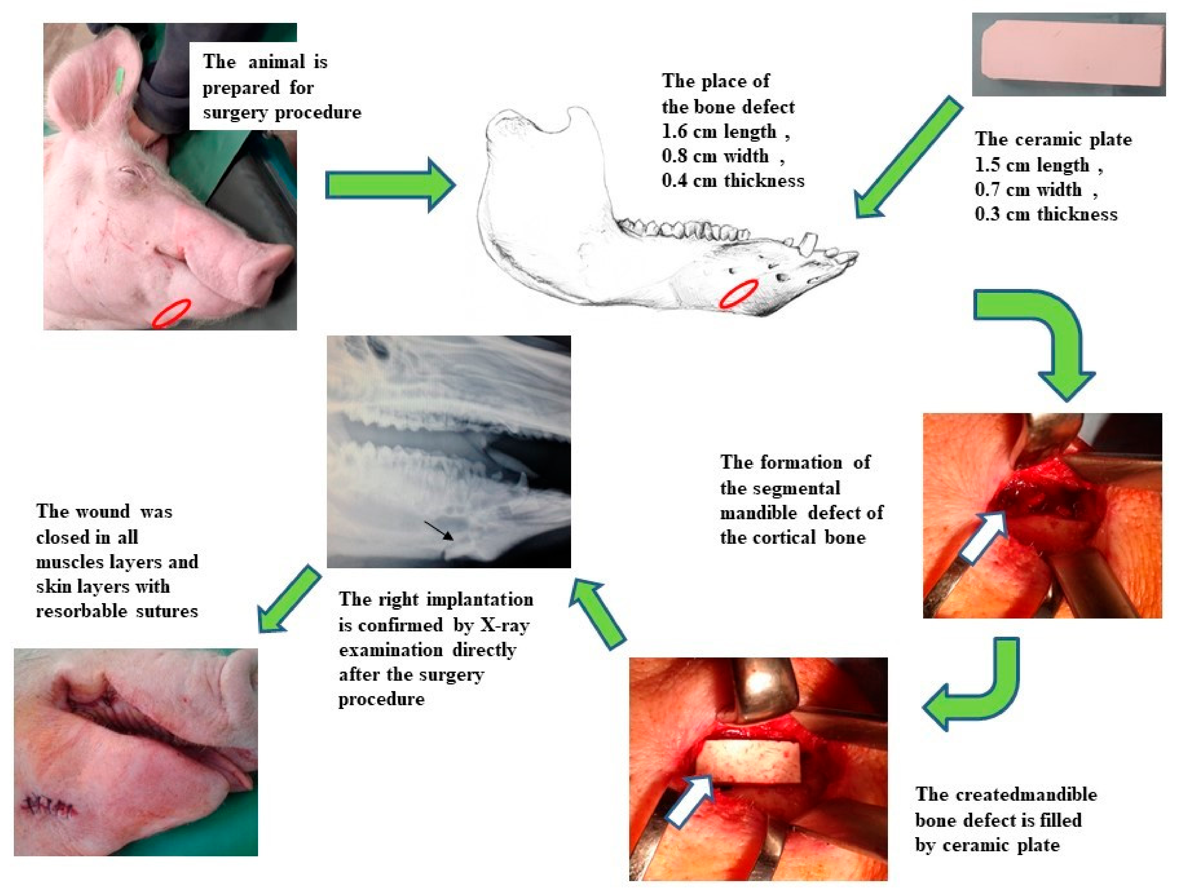 Biomedicines 11 00877 g001 Biomedicines 11 00877 g001