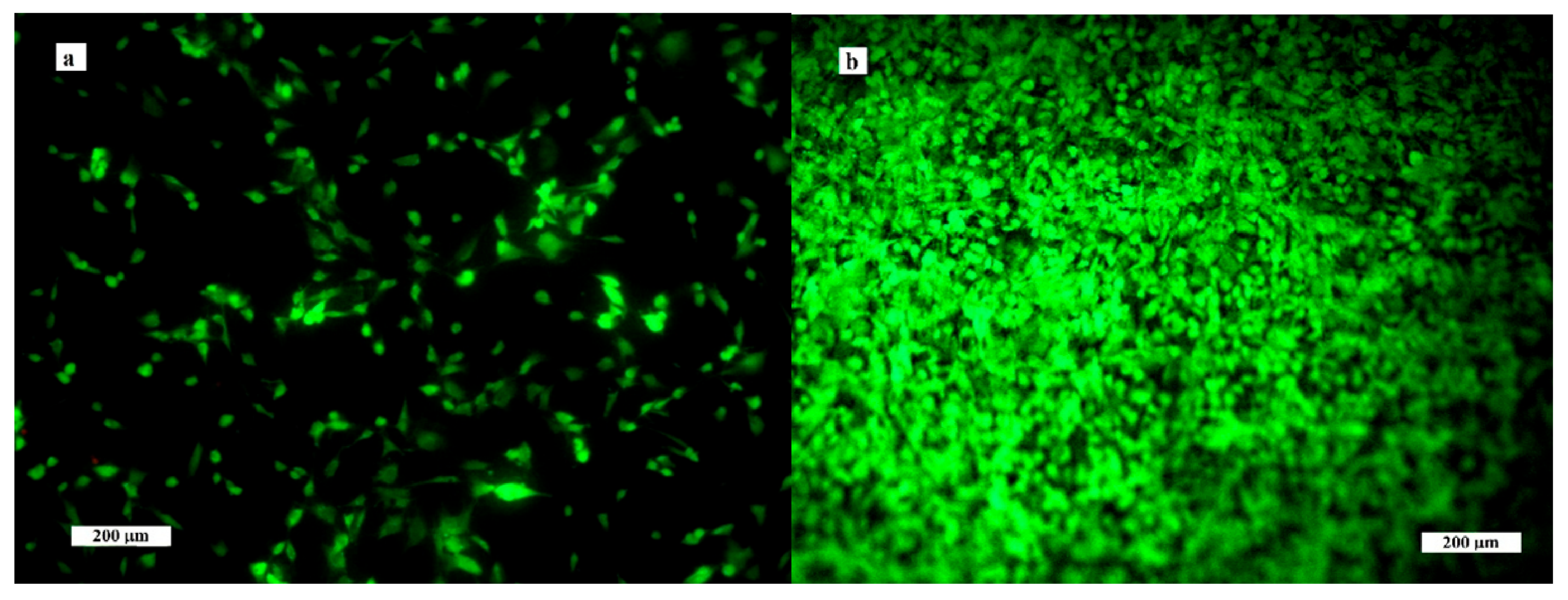 Biomedicines 11 00877 g006 Biomedicines 11 00877 g006