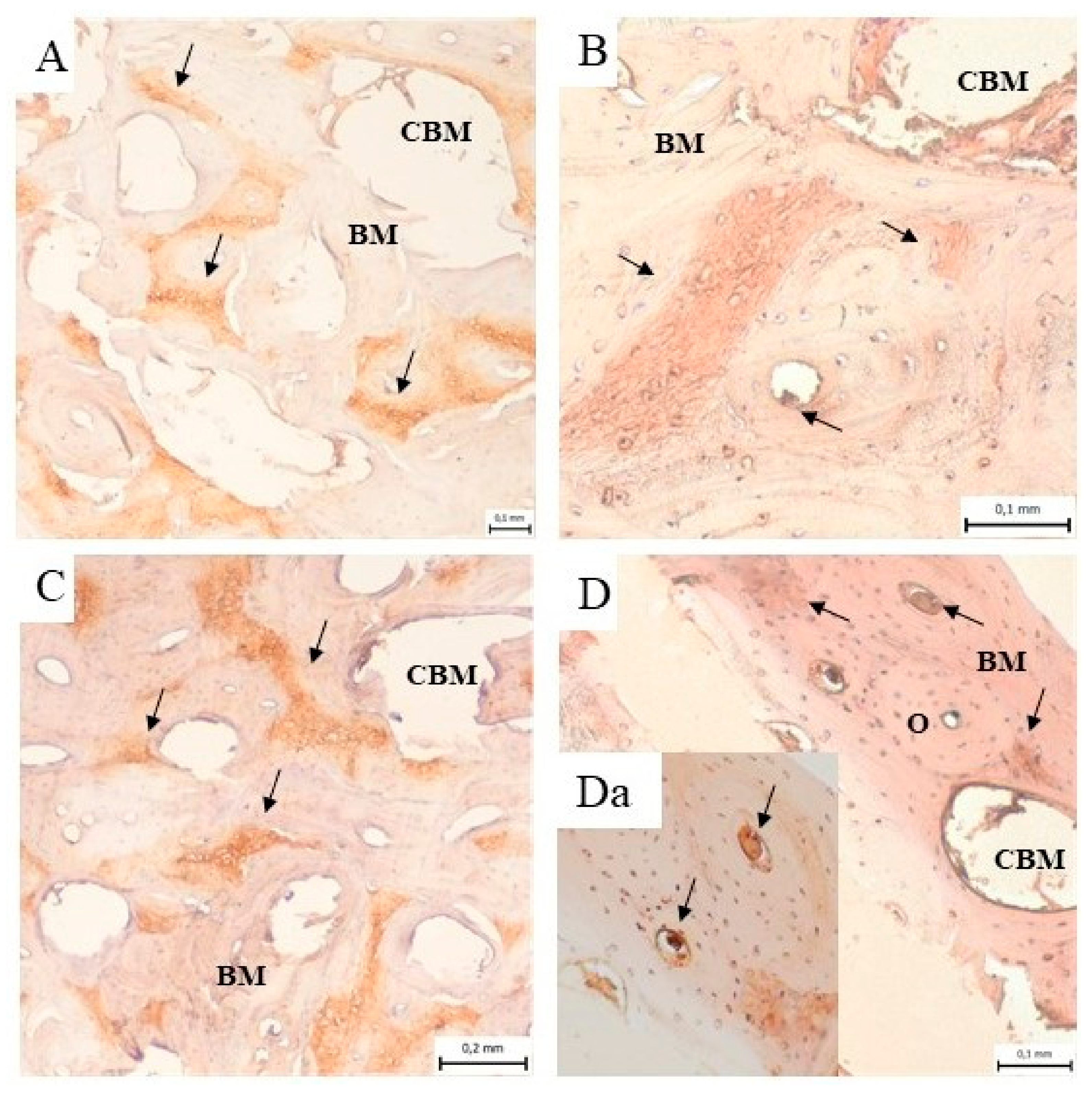 Biomedicines 11 00877 g010 Biomedicines 11 00877 g010