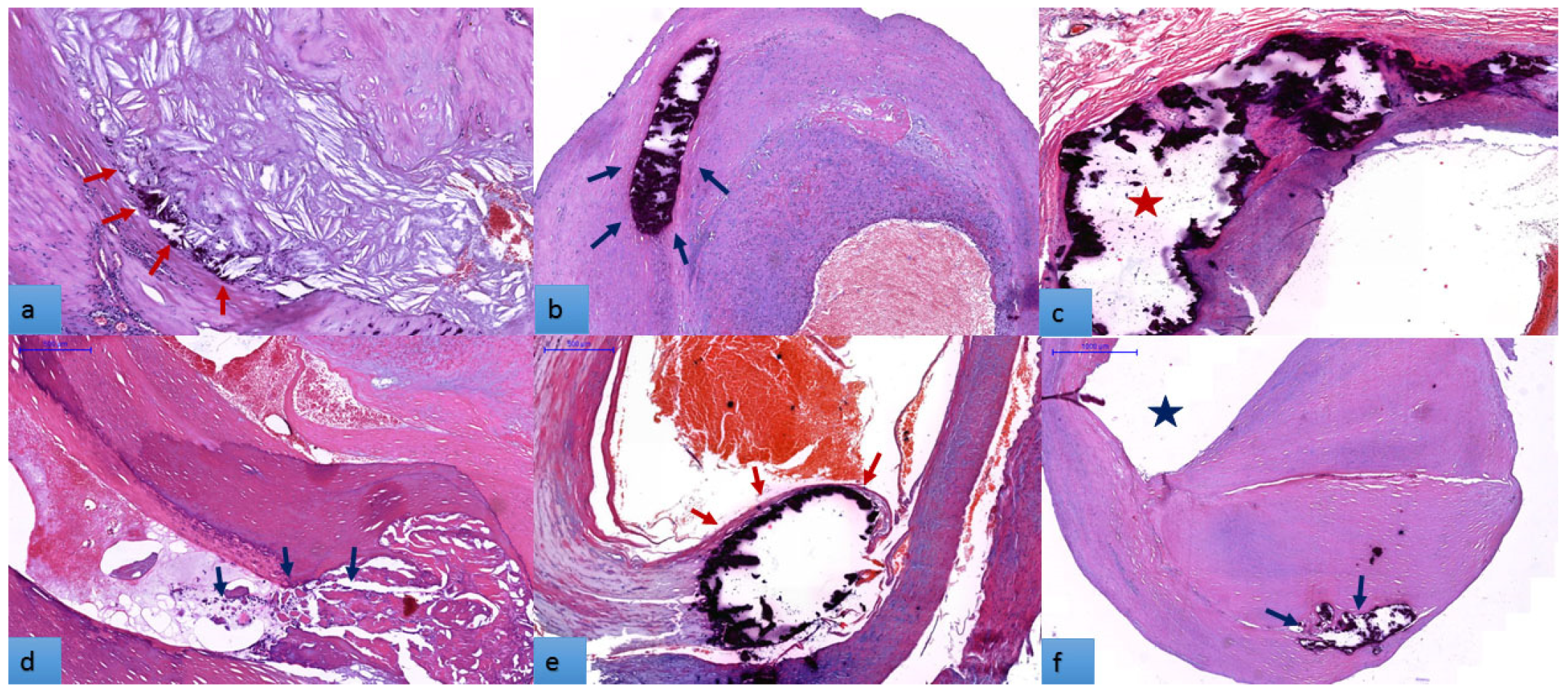 Biomedicines 11 00881 g003 Biomedicines 11 00881 g003
