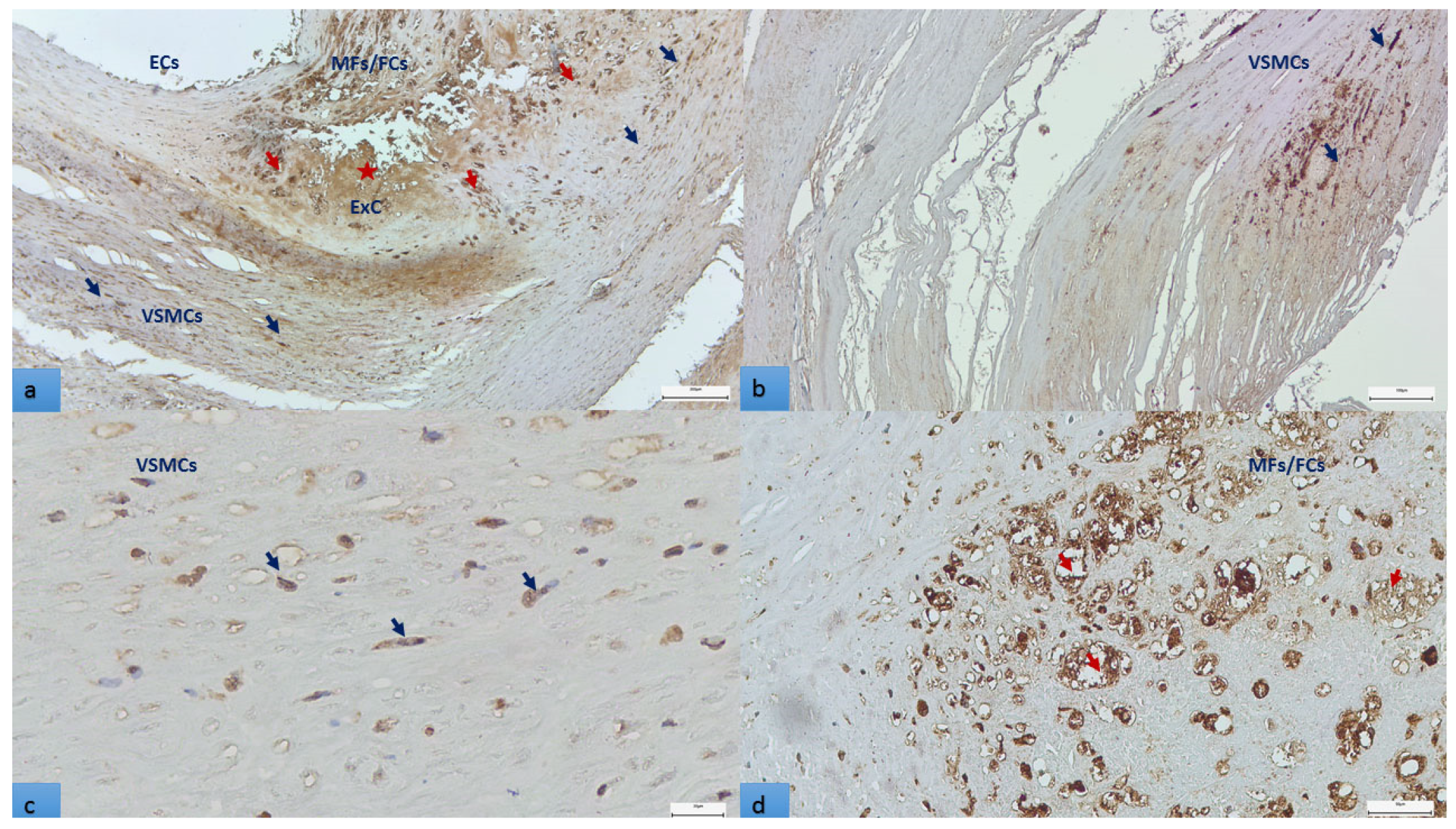 Biomedicines 11 00881 g004 Biomedicines 11 00881 g004