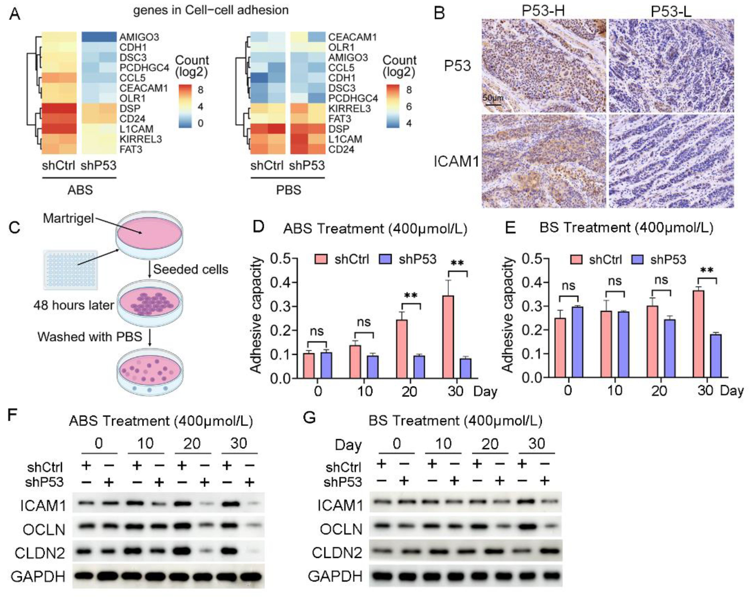 Biomedicines 11 00882 g004 Biomedicines 11 00882 g004