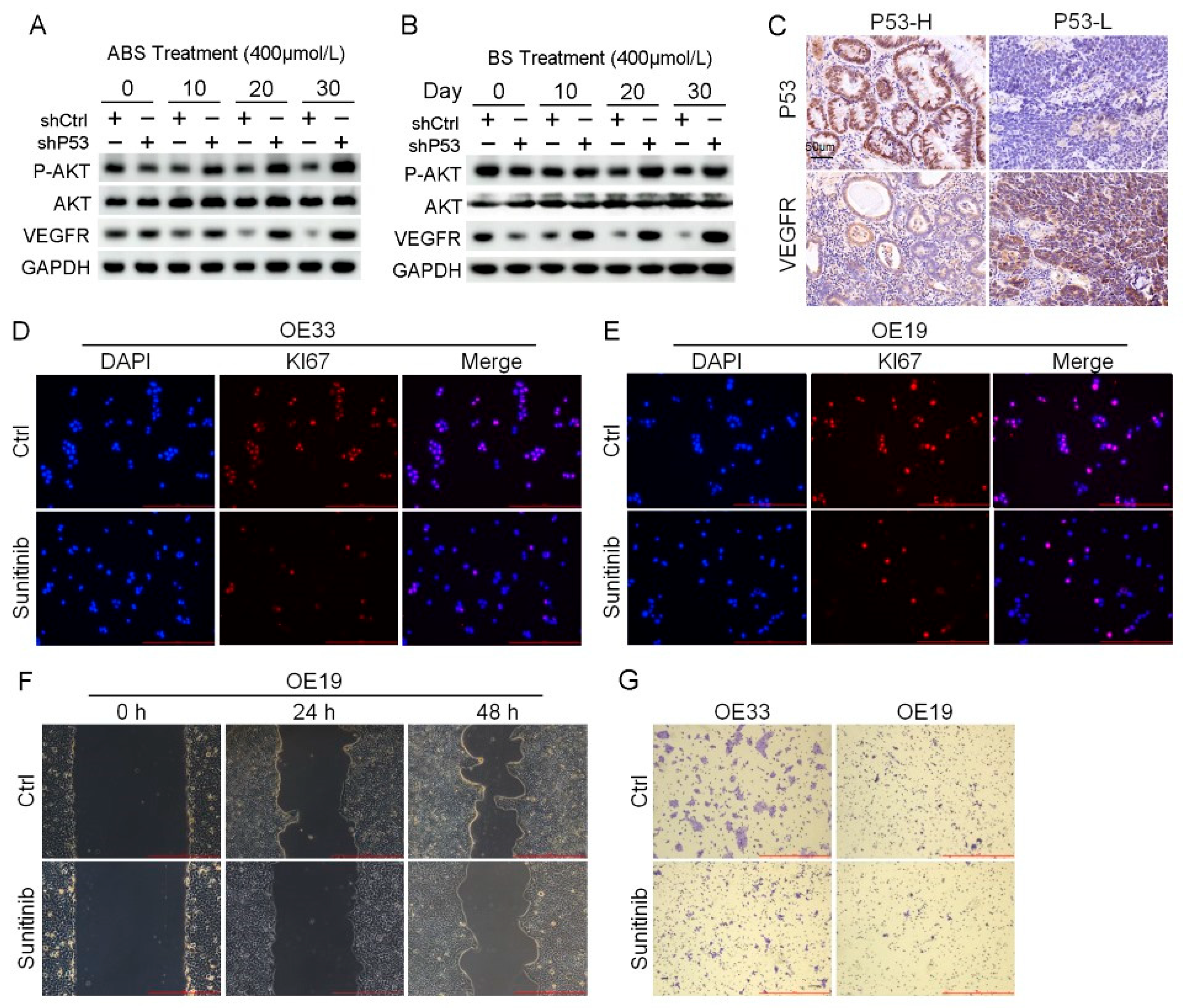 Biomedicines 11 00882 g006 Biomedicines 11 00882 g006