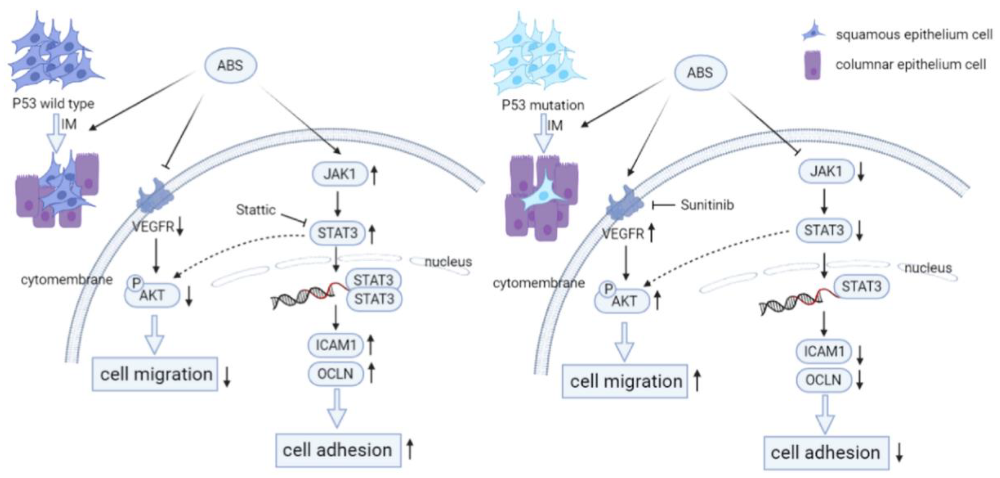 Biomedicines 11 00882 g007 Biomedicines 11 00882 g007