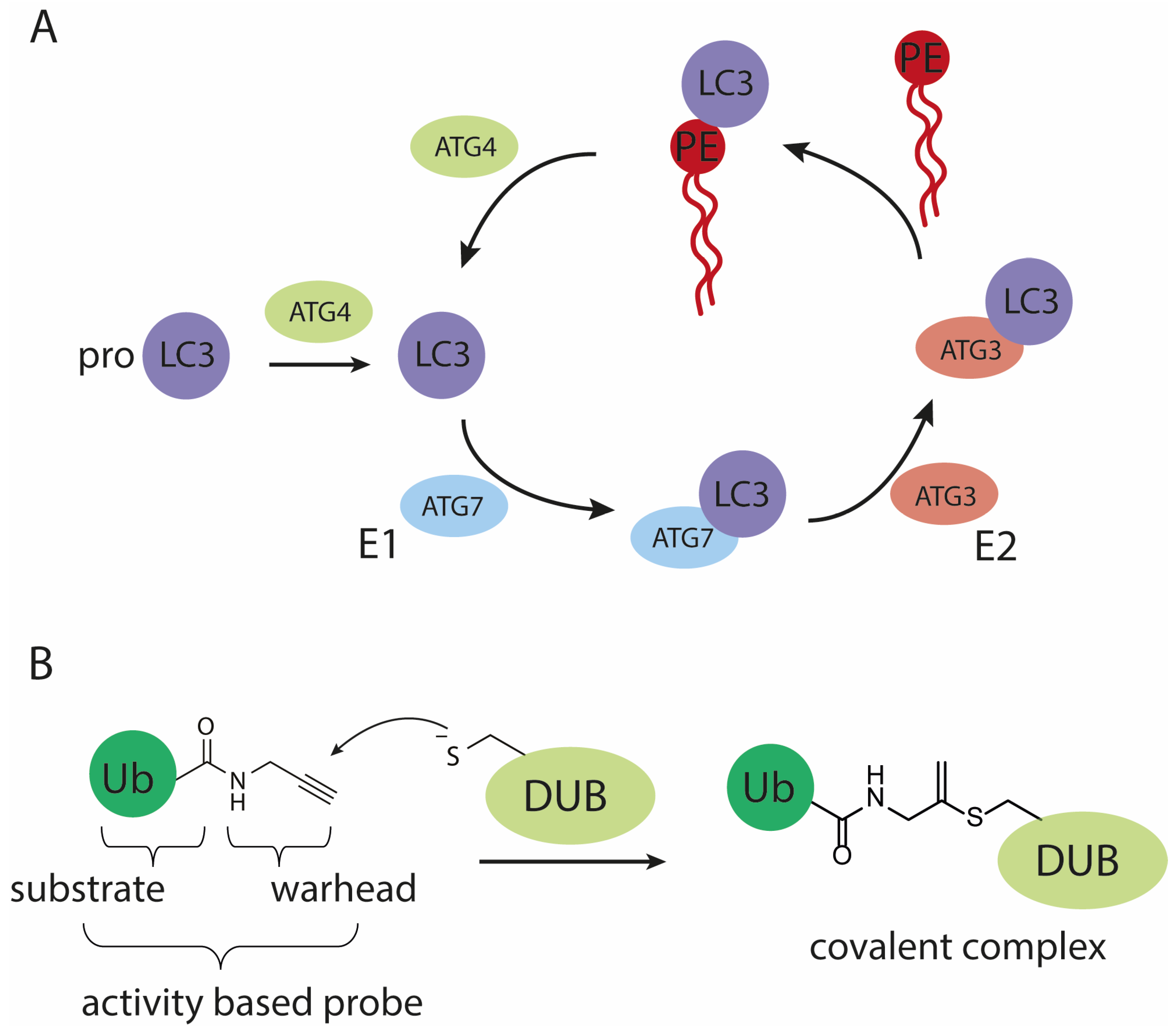 Biomedicines 11 00884 g001