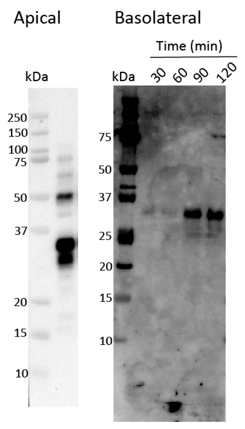 Biomedicines 11 00893 g003