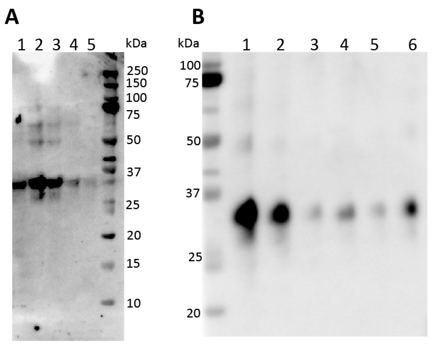 Biomedicines 11 00893 g004