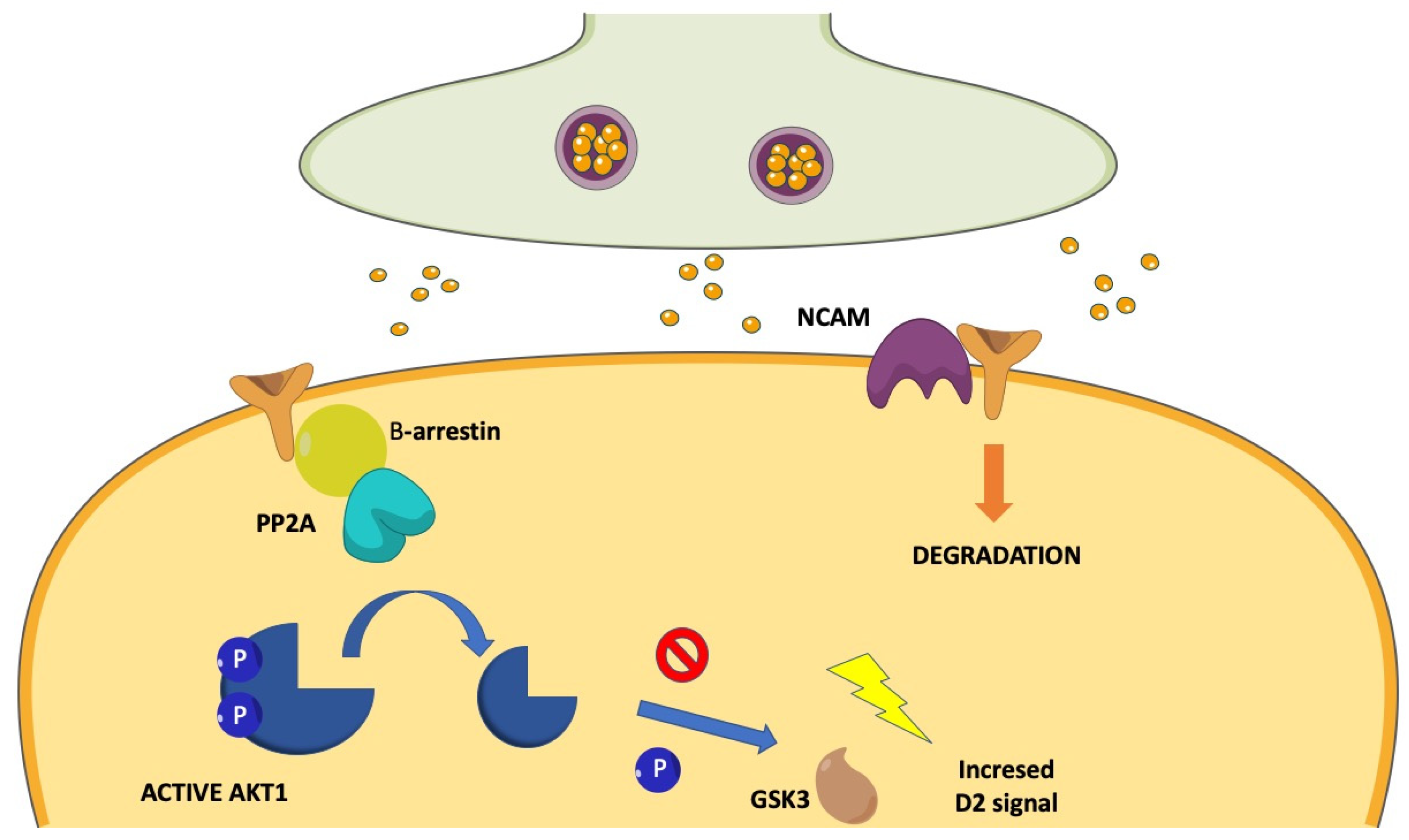 Biomedicines 11 00895 g007 Biomedicines 11 00895 g007