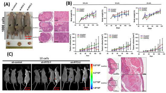 Suppression of premature transcription termination leads to