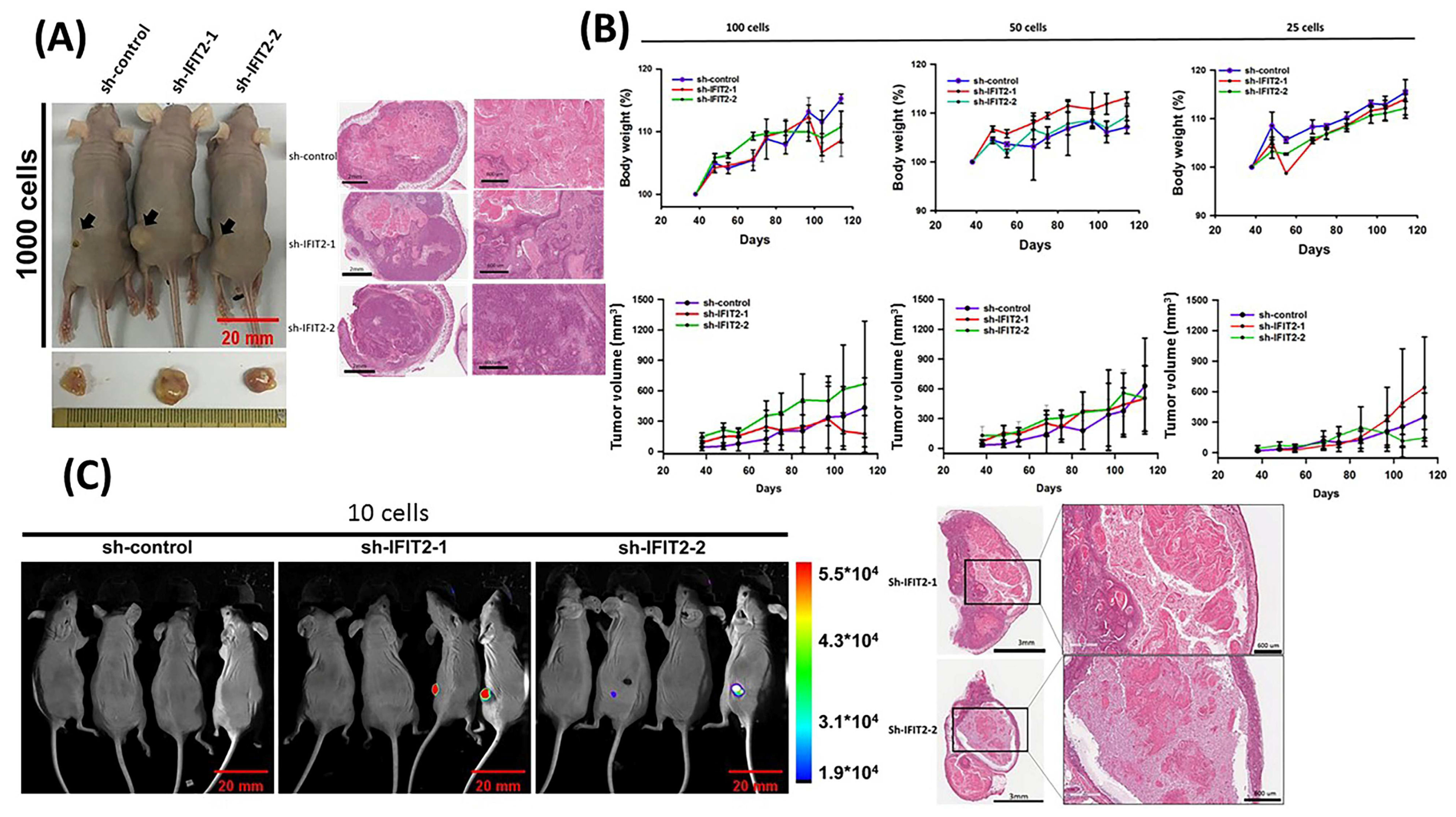 Biomedicines 11 00896 g003 Biomedicines 11 00896 g003