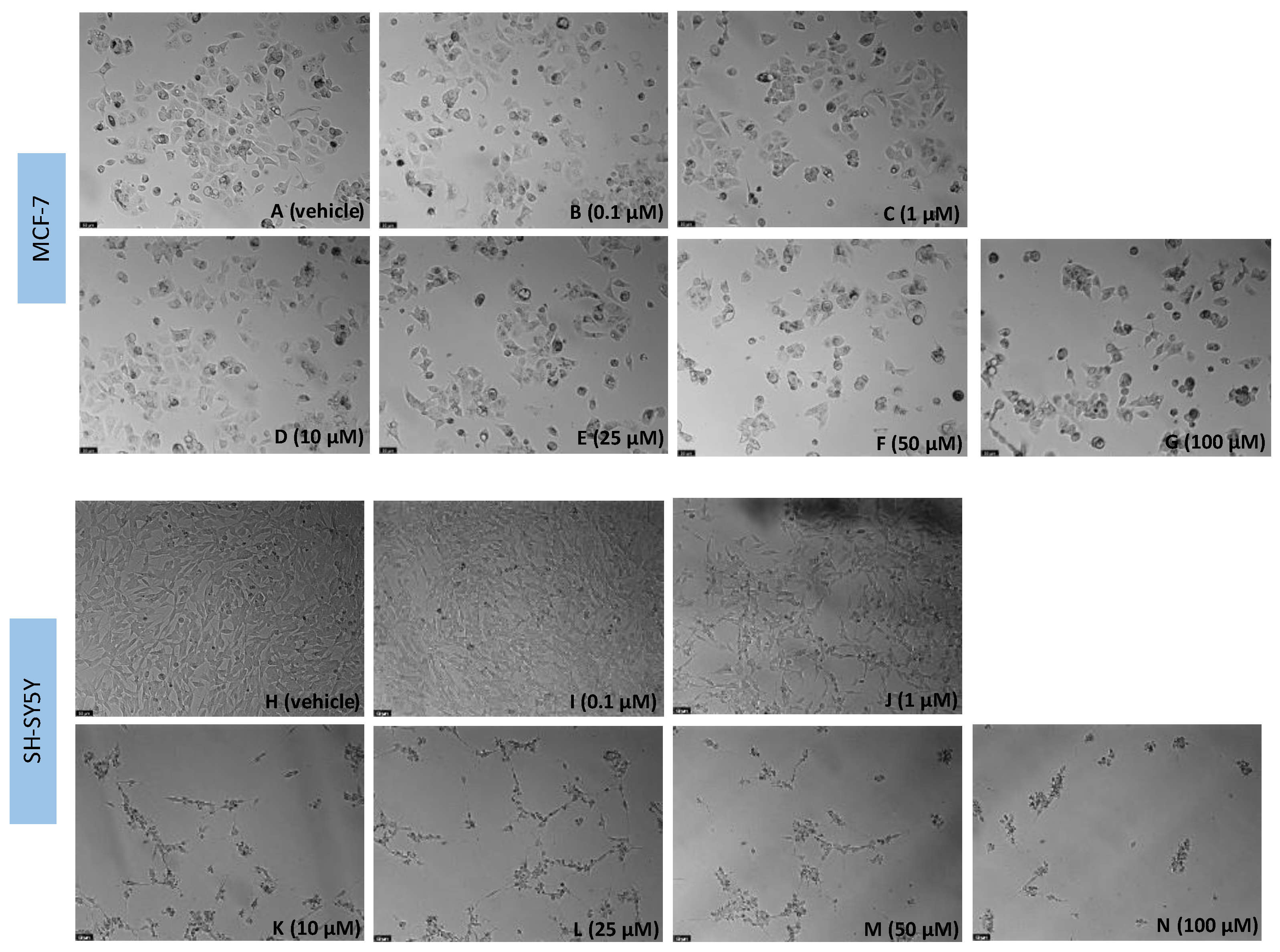 Biomedicines 11 00903 g003 Biomedicines 11 00903 g003