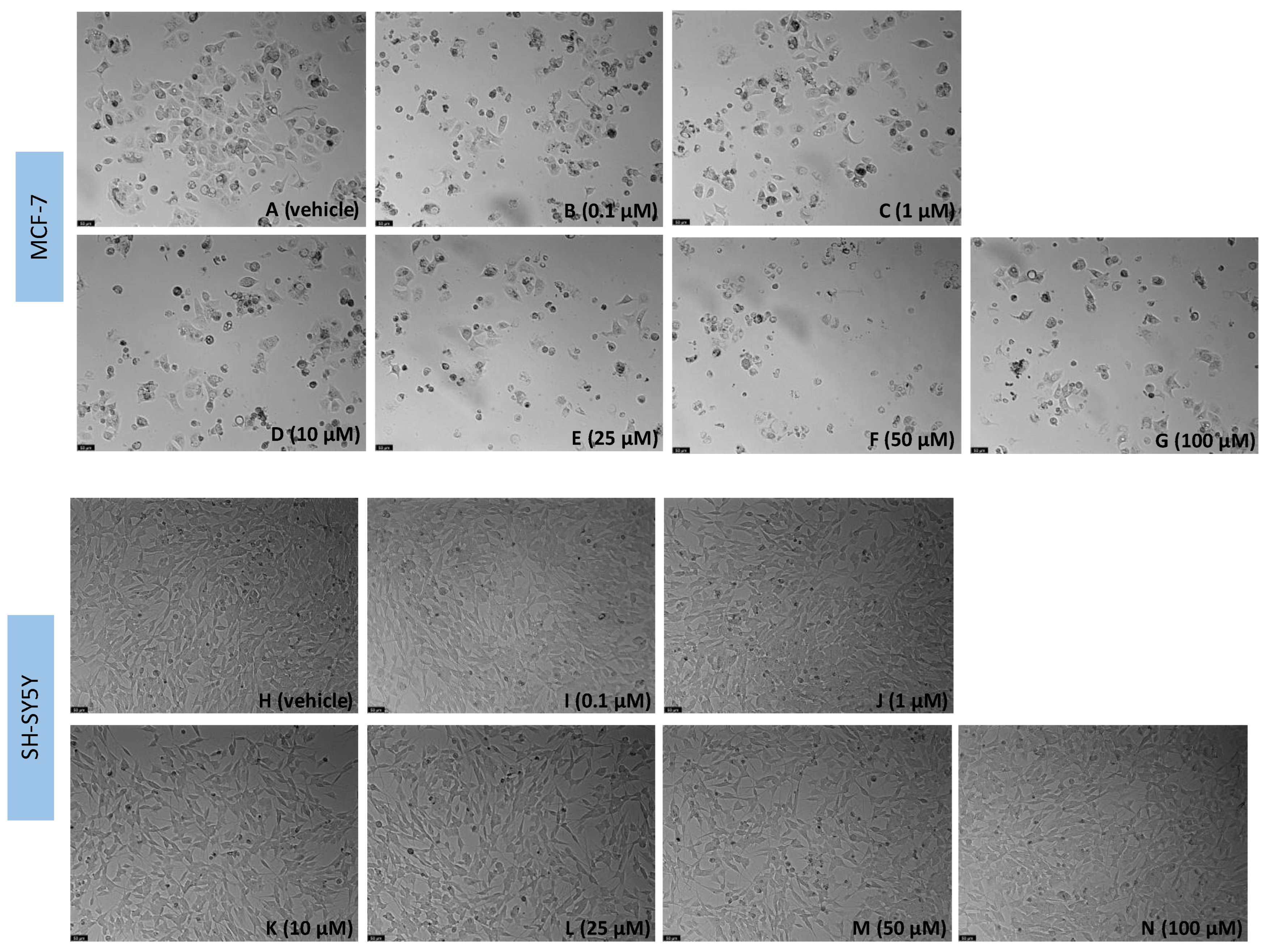 Biomedicines 11 00903 g005 Biomedicines 11 00903 g005