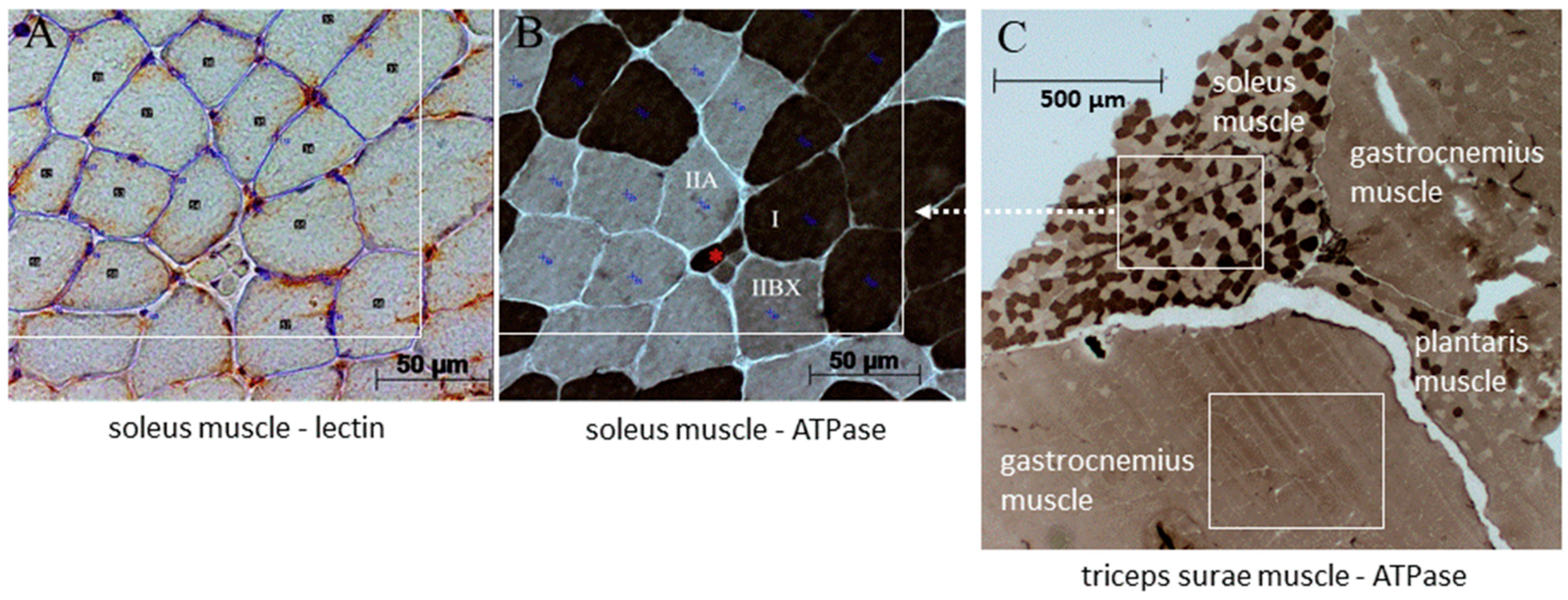 Biomedicines 11 00912 g002