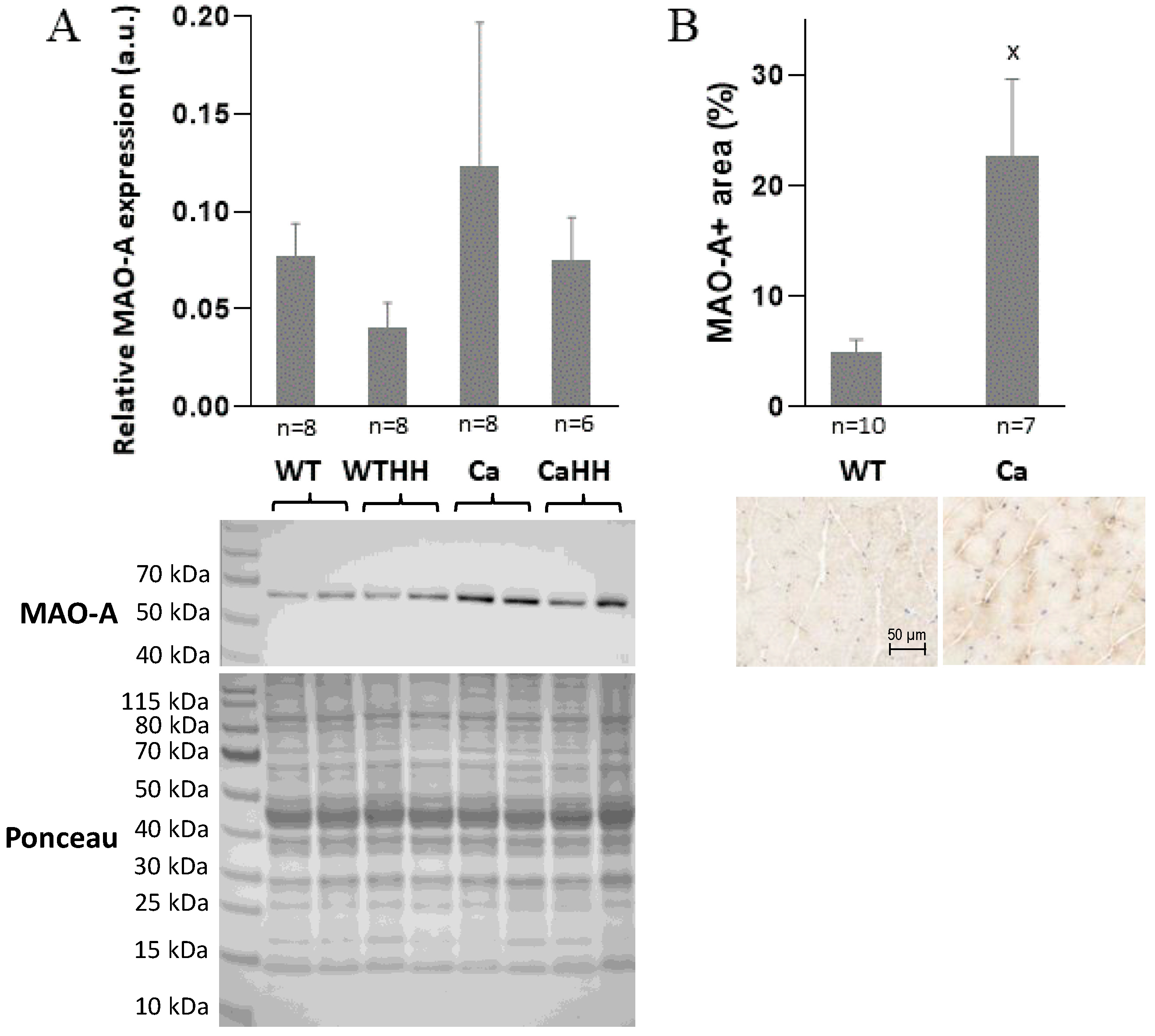 Biomedicines 11 00912 g003