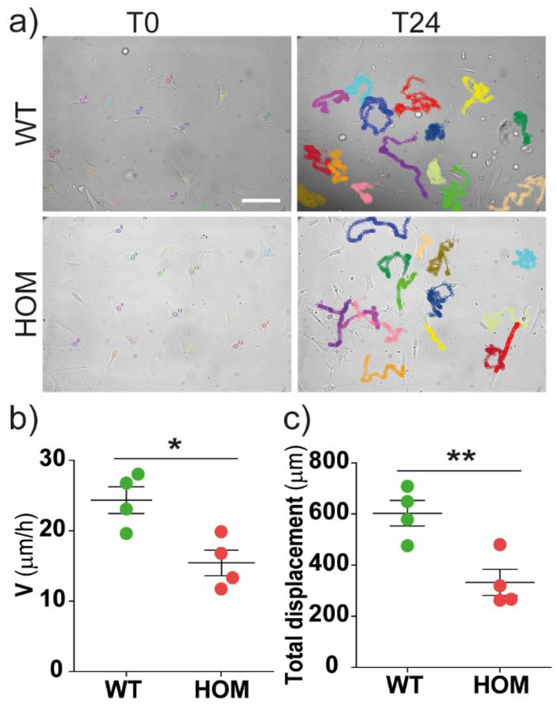 Biomedicines 11 00927 g001 Biomedicines 11 00927 g001