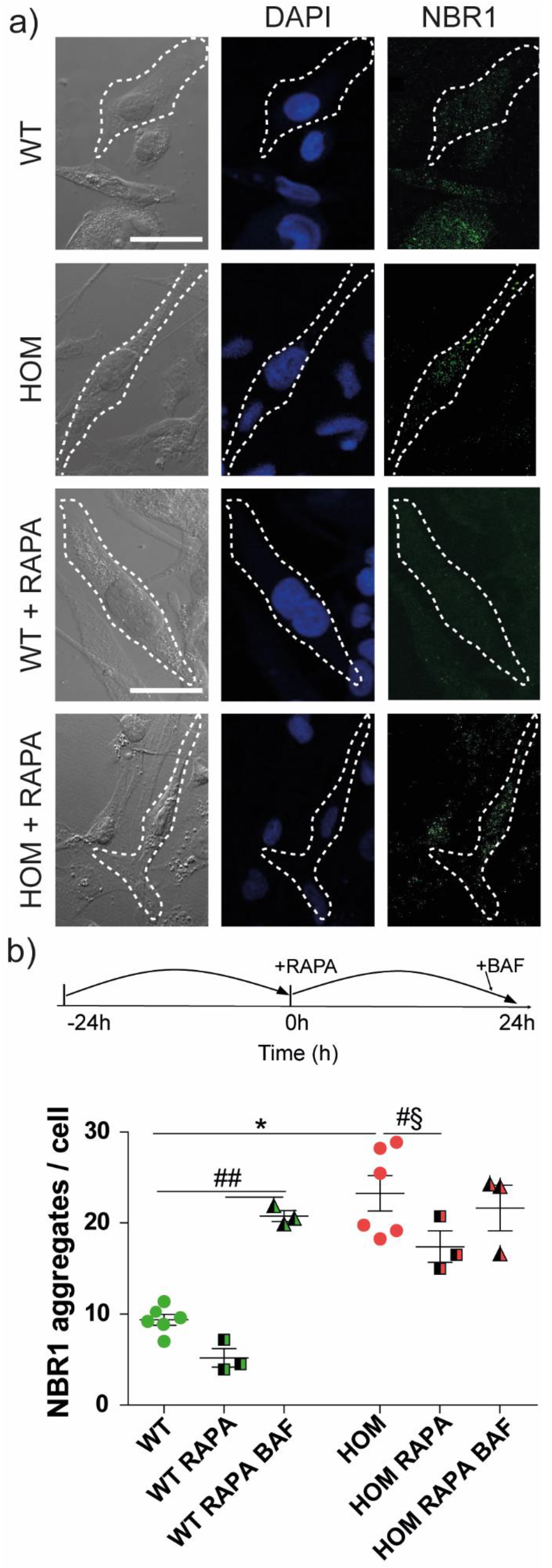 Biomedicines 11 00927 g006 Biomedicines 11 00927 g006