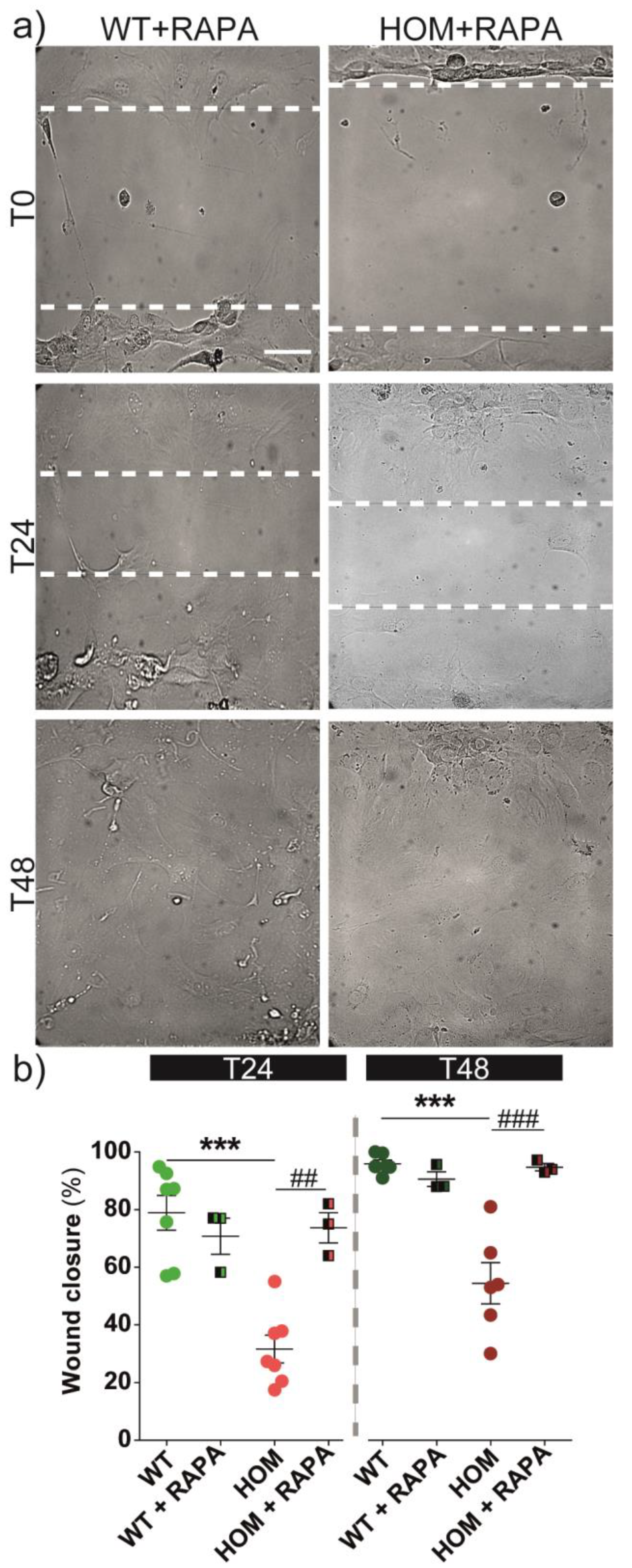 Biomedicines 11 00927 g007 Biomedicines 11 00927 g007
