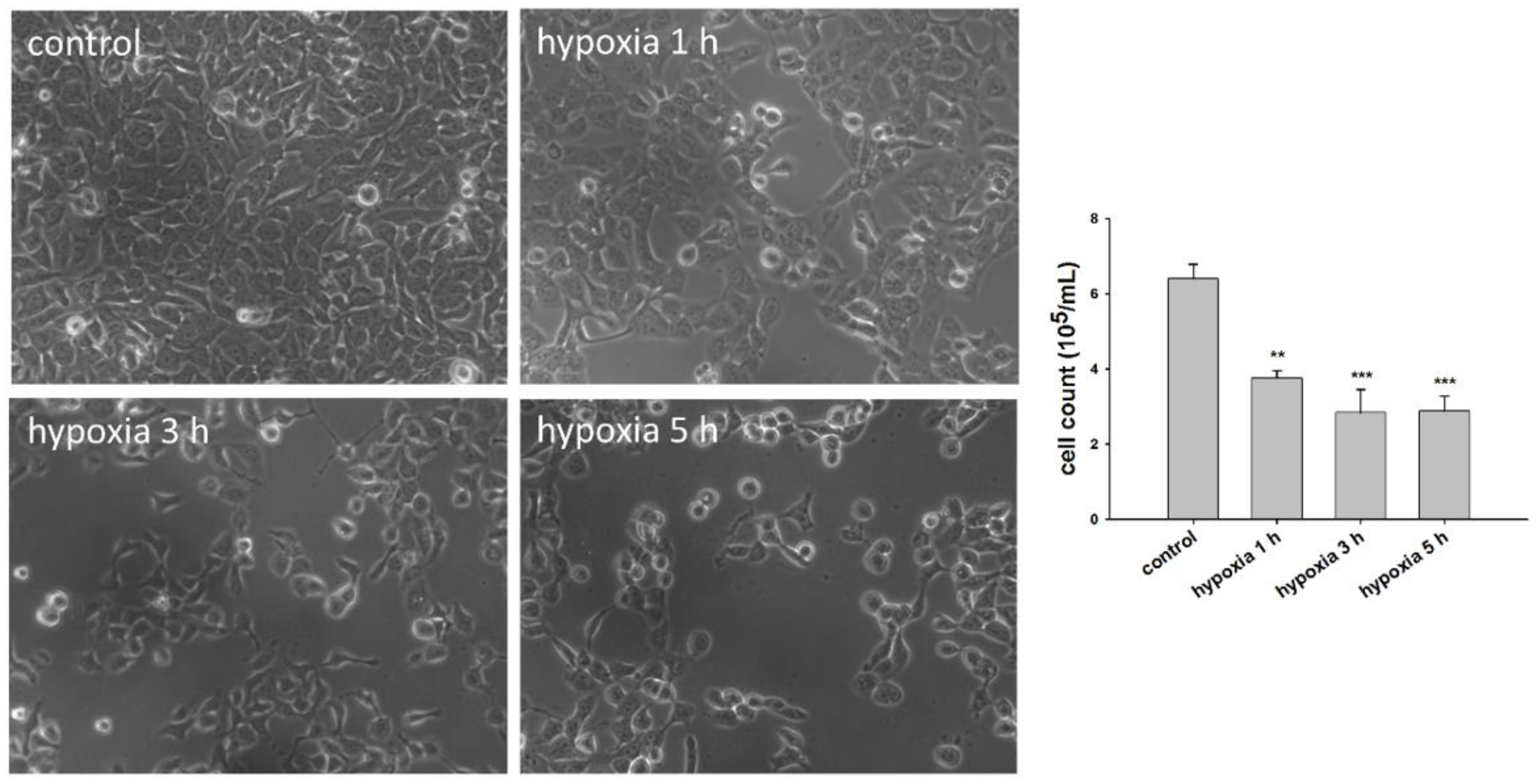 Biomedicines 11 00935 g001