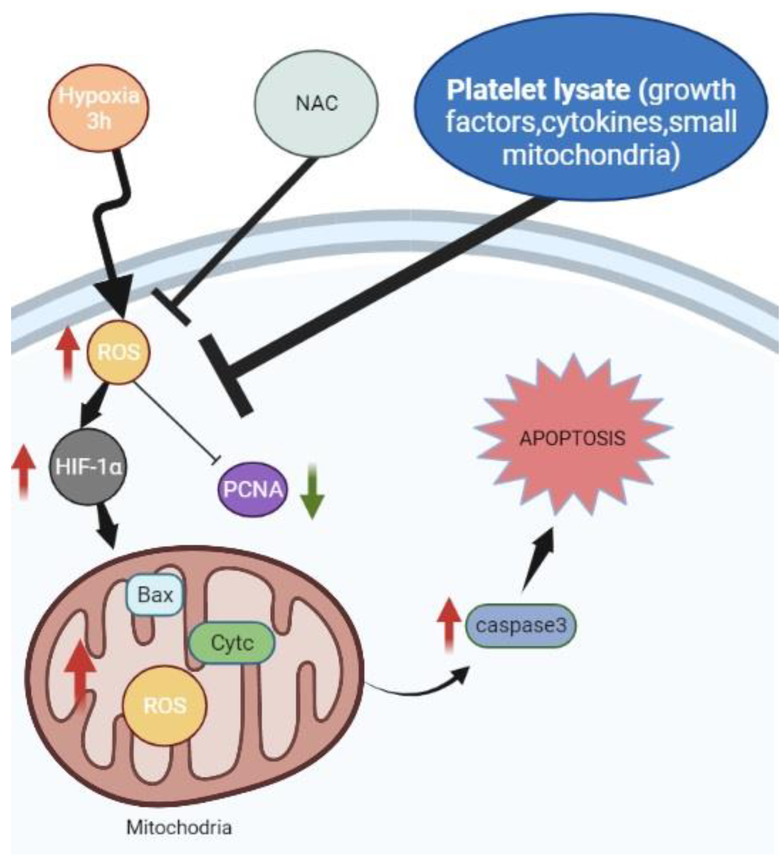 Biomedicines 11 00935 g008