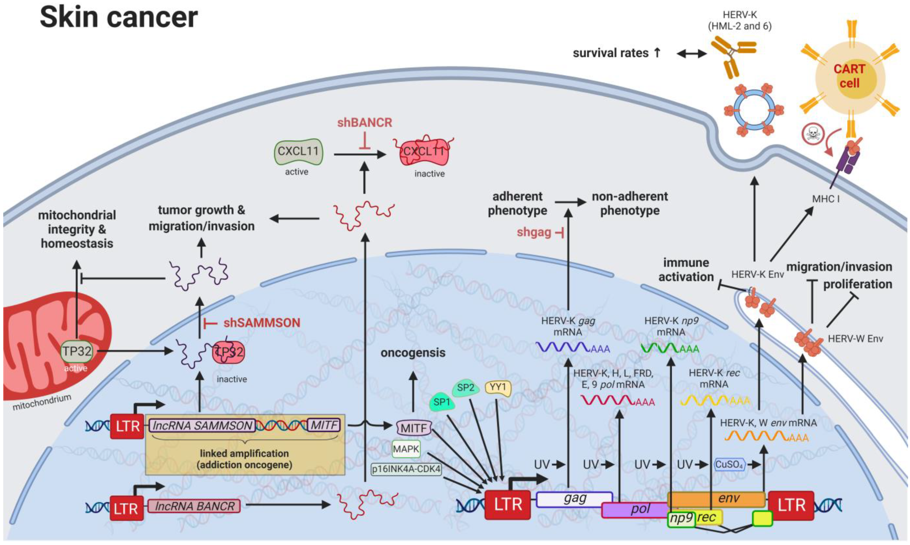 Biomedicines 11 00936 g004 Biomedicines 11 00936 g004