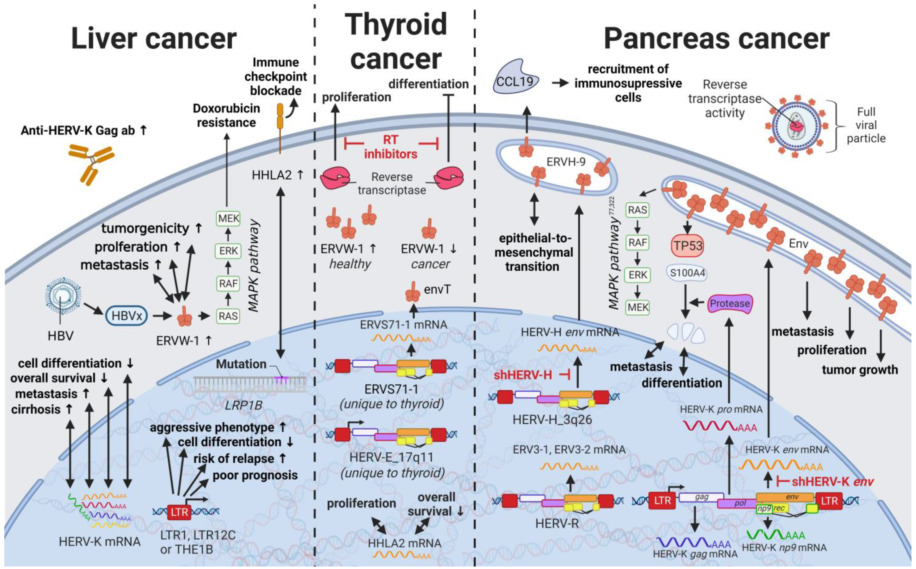 Biomedicines 11 00936 g007 Biomedicines 11 00936 g007