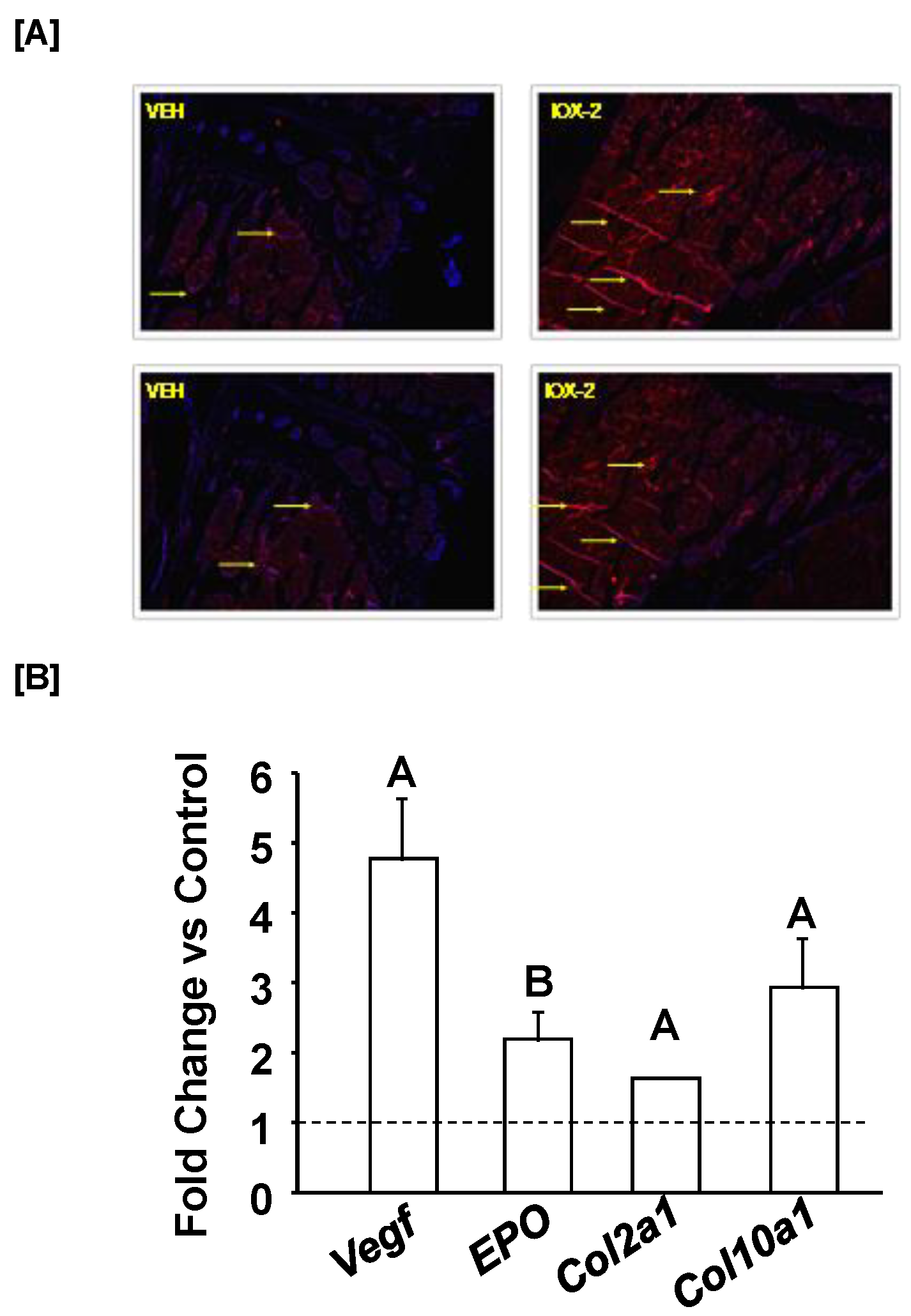 Biomedicines 11 00943 g003