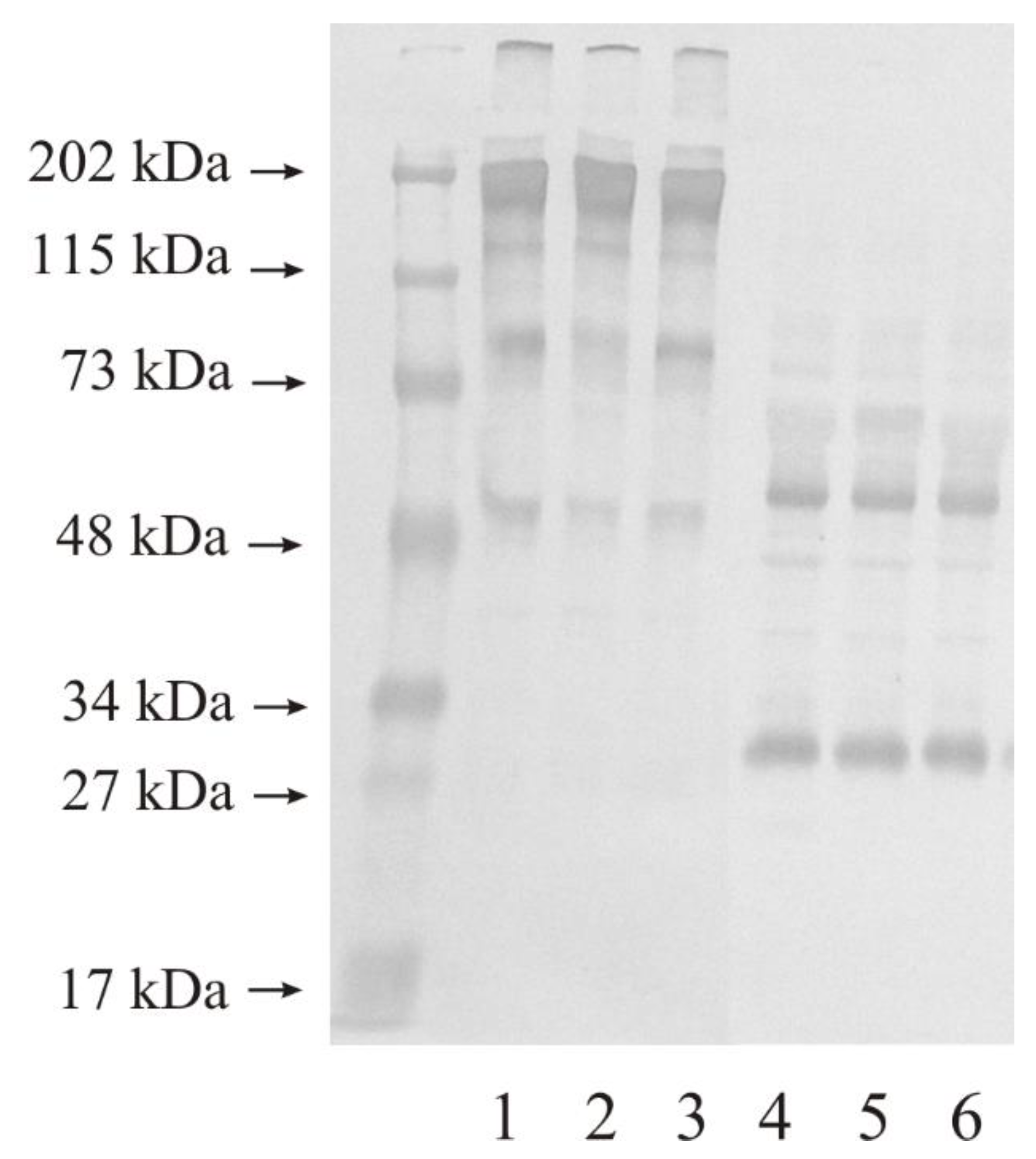 Biomedicines 11 00956 g003