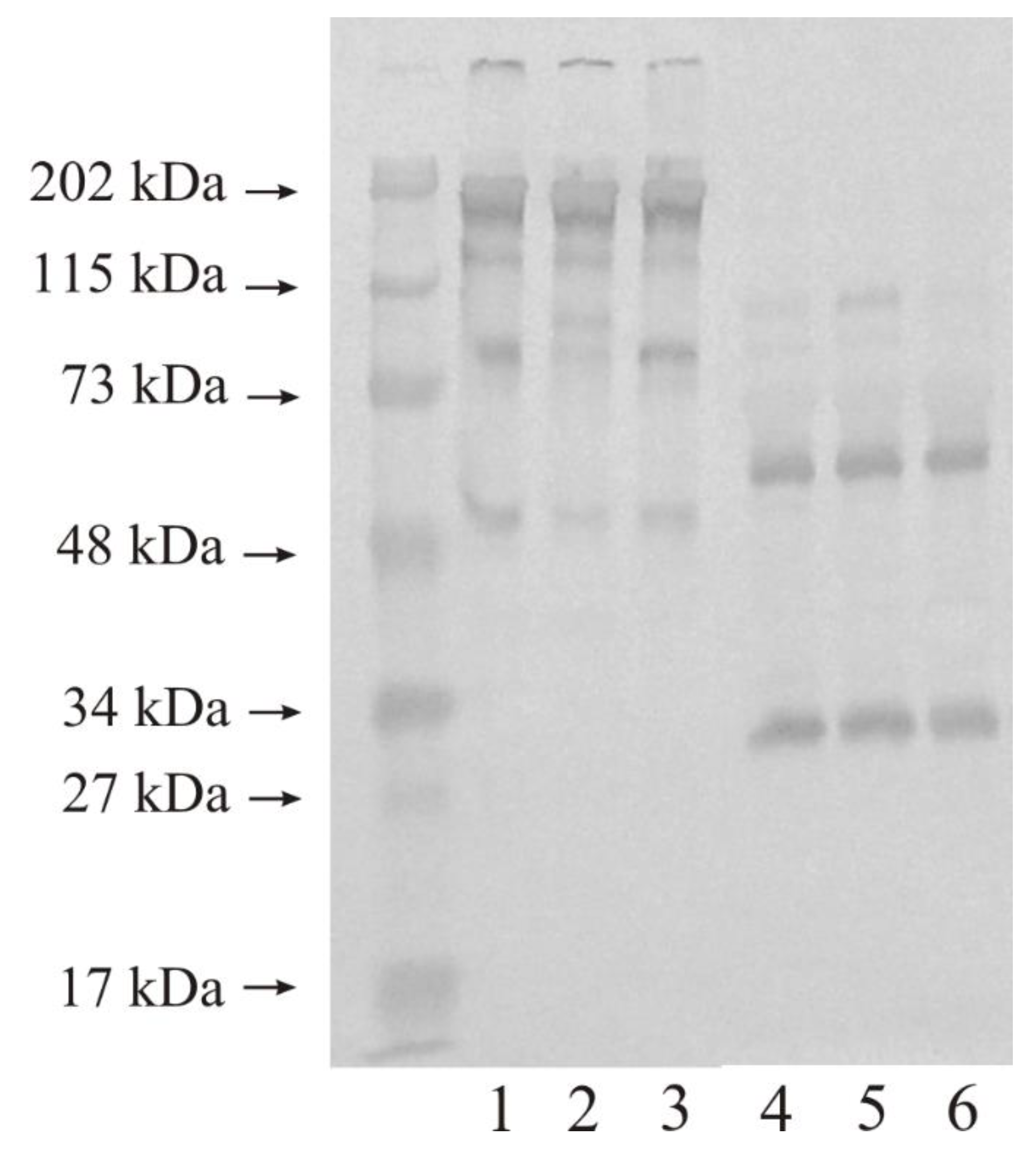 Biomedicines 11 00956 g004