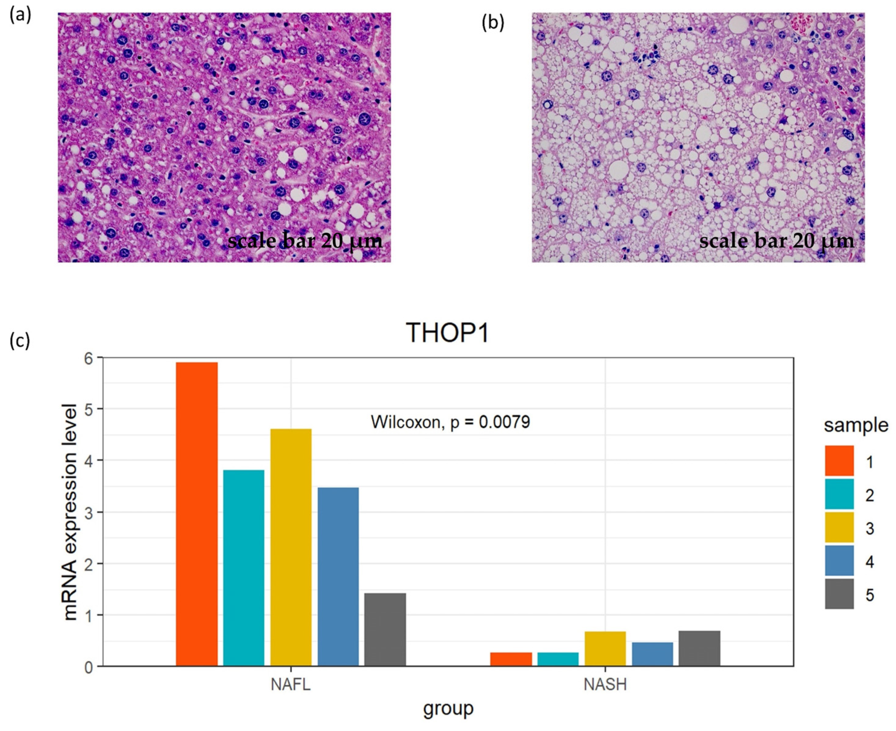 Biomedicines 11 00970 g005 Biomedicines 11 00970 g005