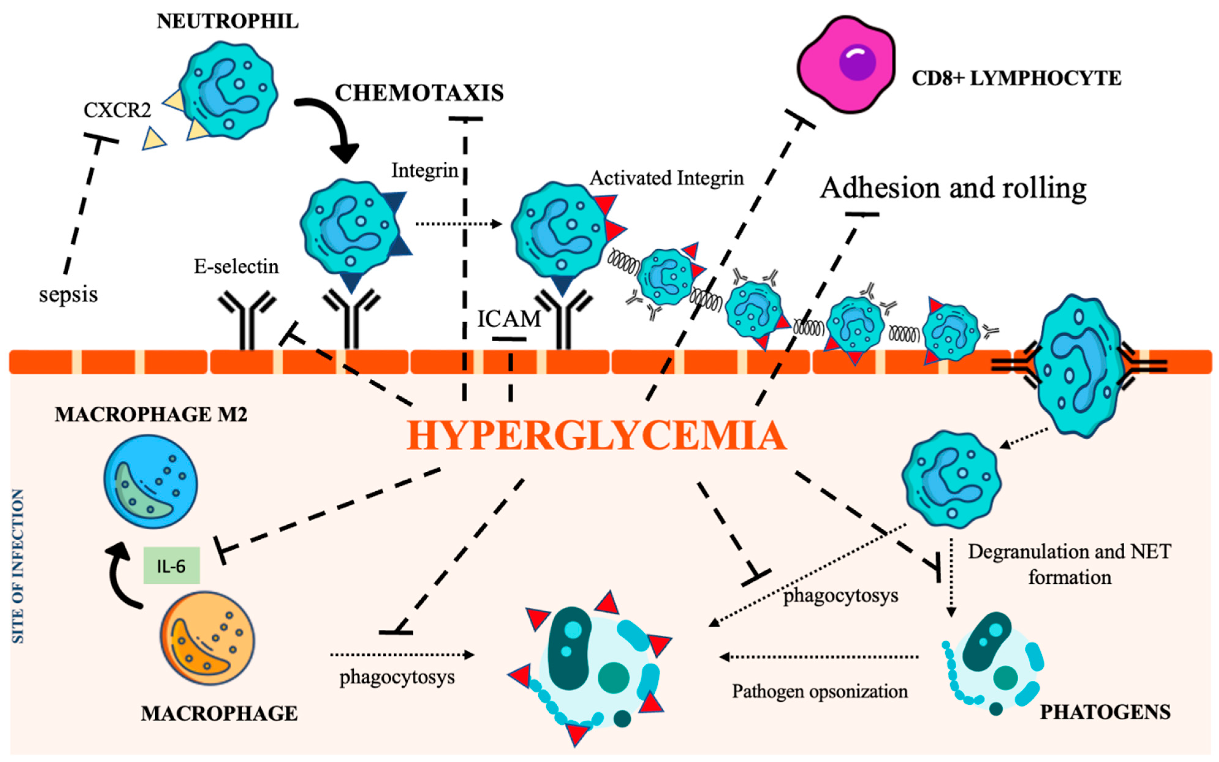 Biomedicines 11 00971 g002 Biomedicines 11 00971 g002