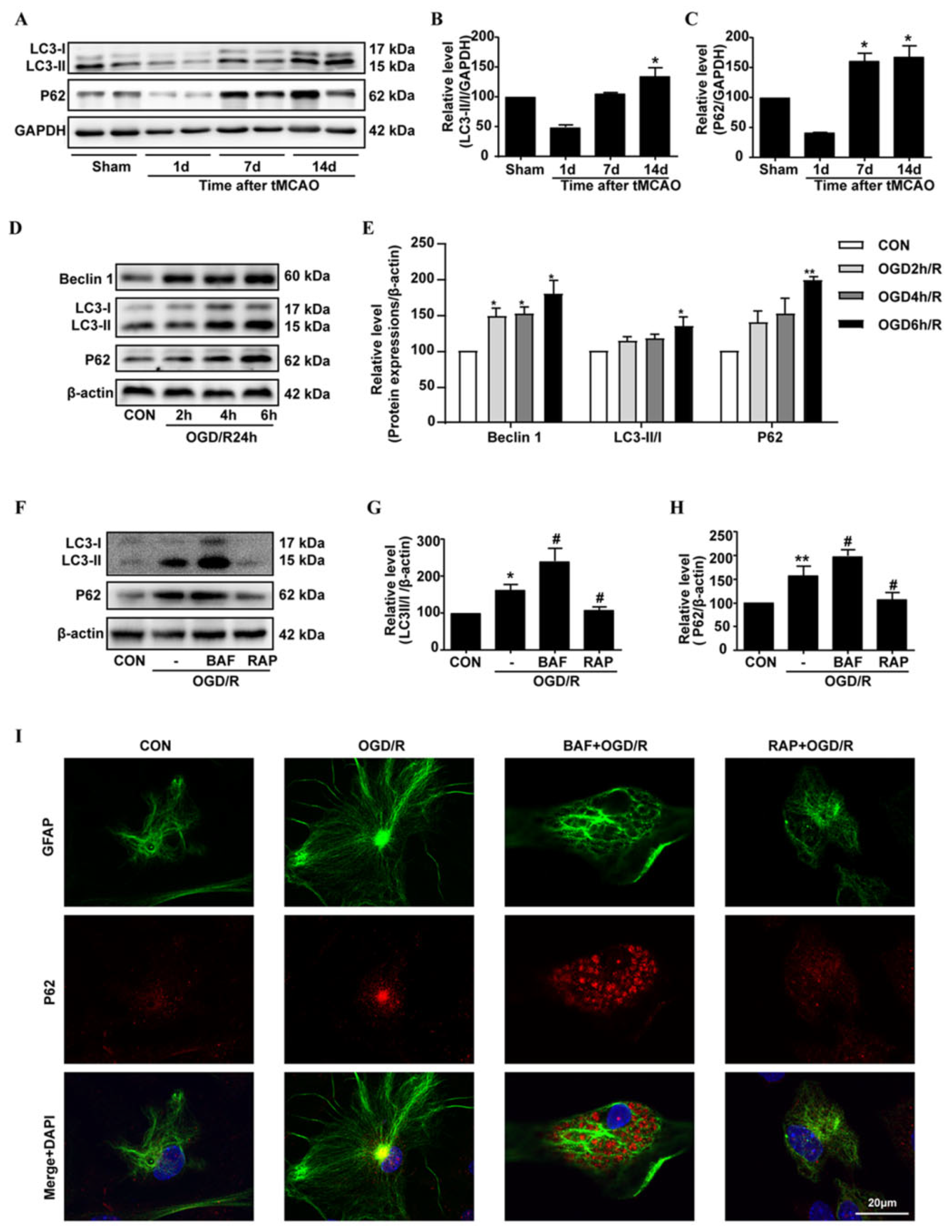 Biomedicines 11 00973 g002