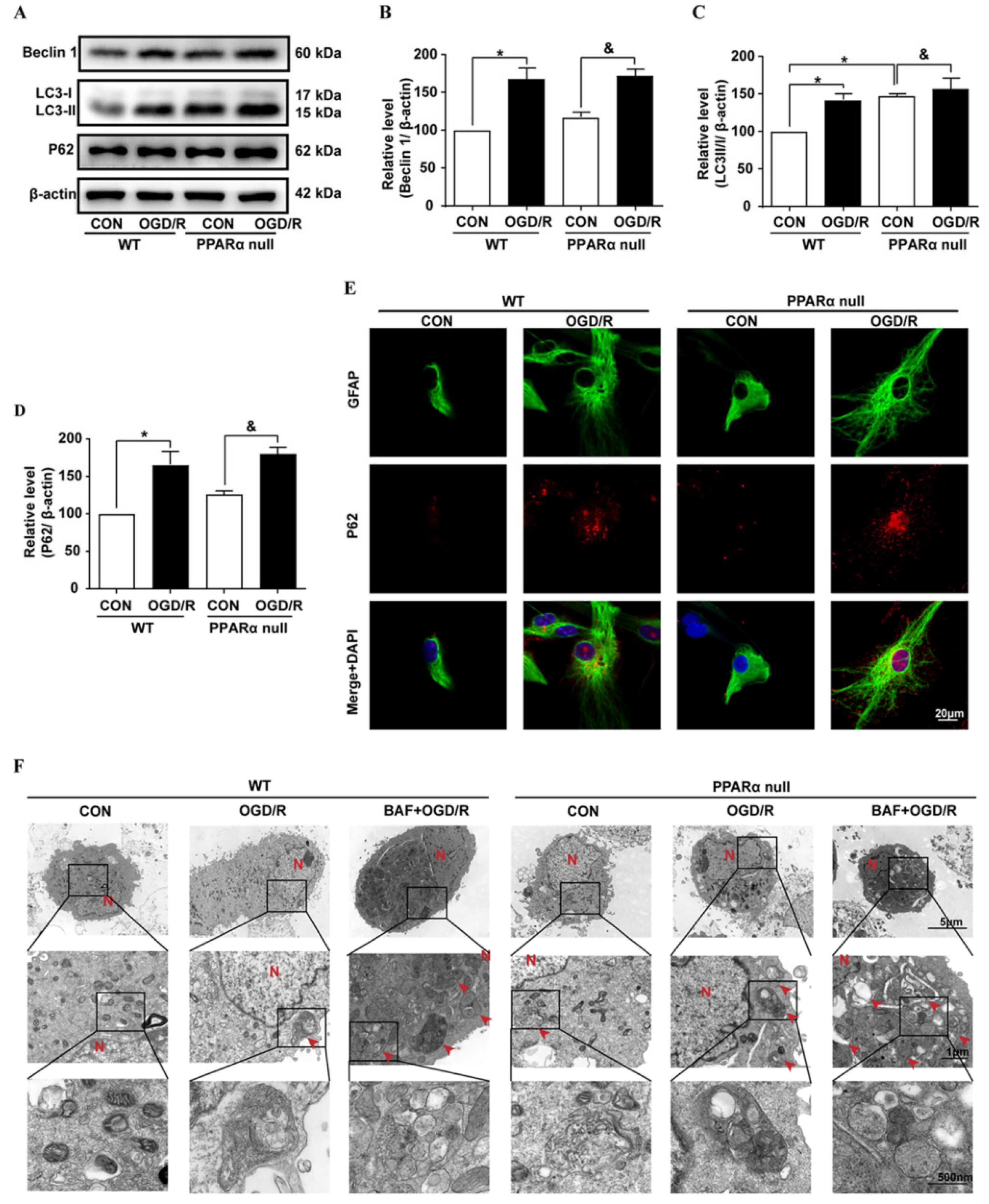 Biomedicines 11 00973 g003