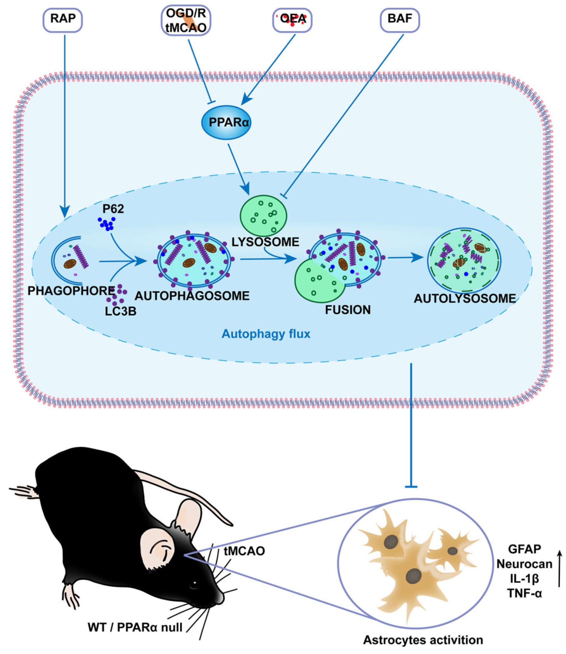 Biomedicines 11 00973 g007